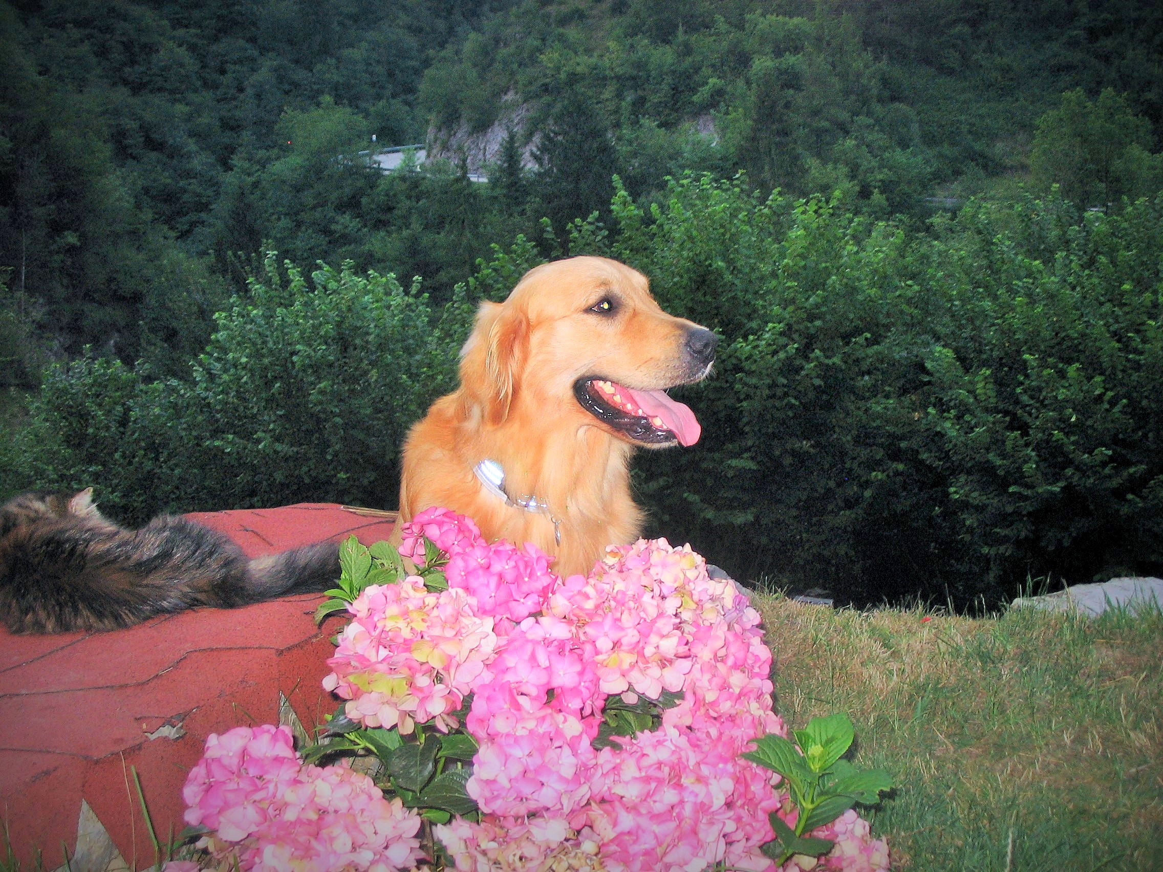 A hovtr like flowers