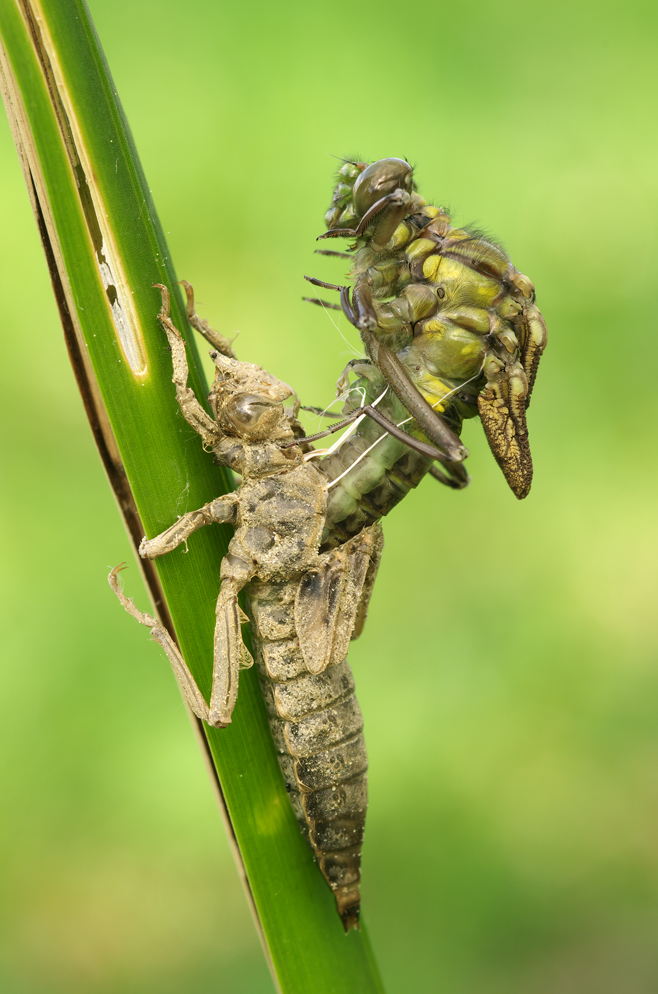 Gomphus vulgatissimus