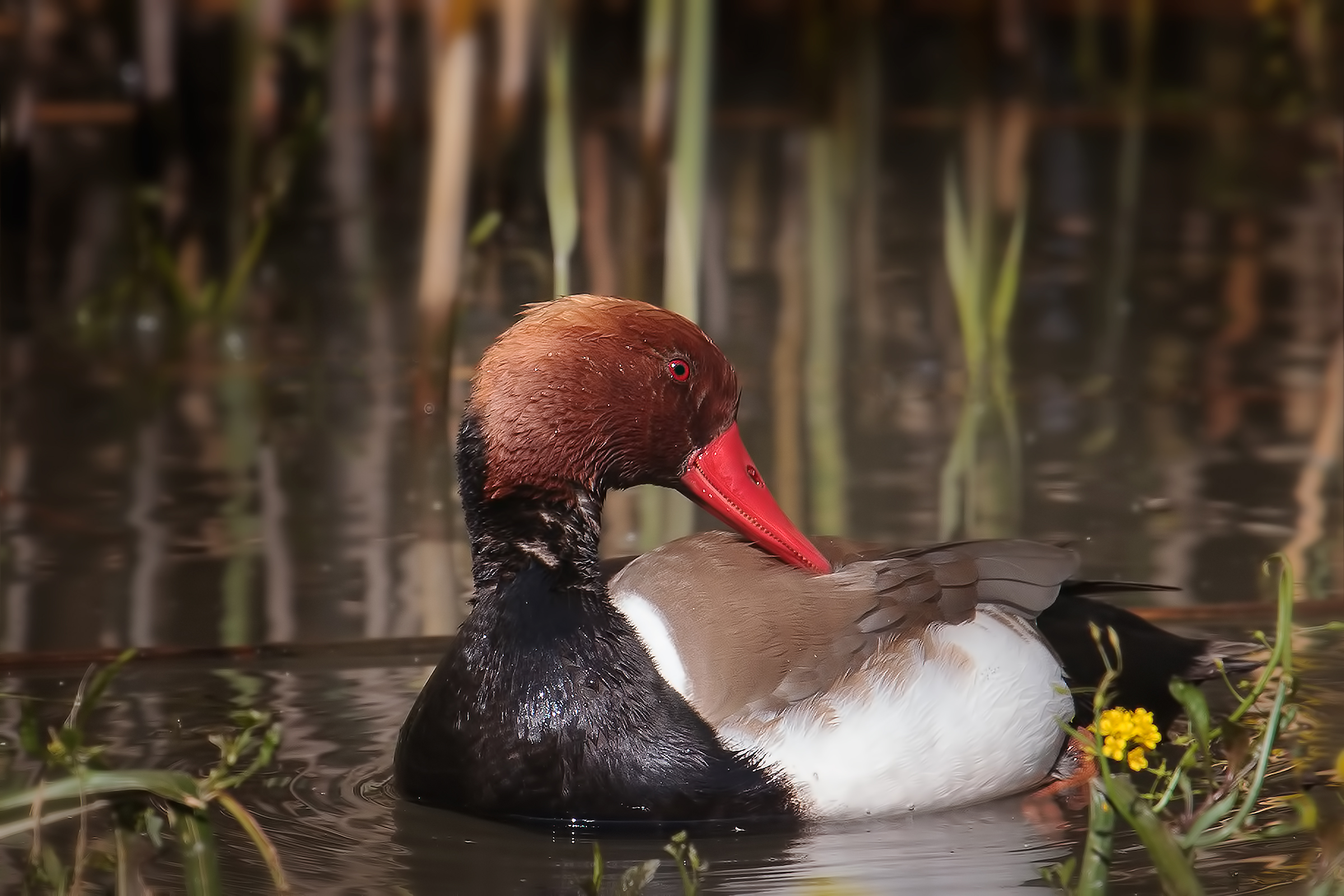 Fistione turco (Netta rufina)