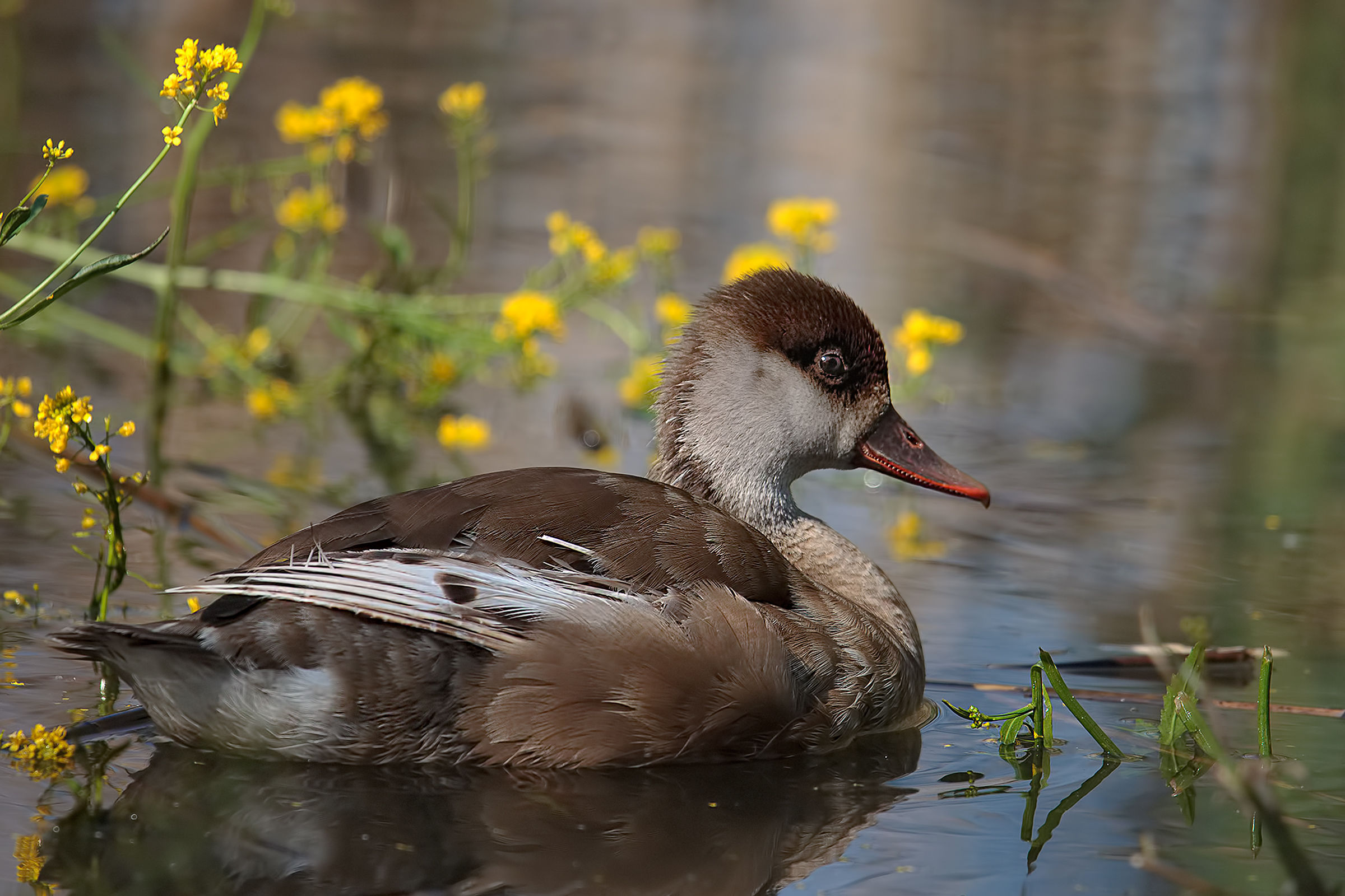 Fistione turco femmina
