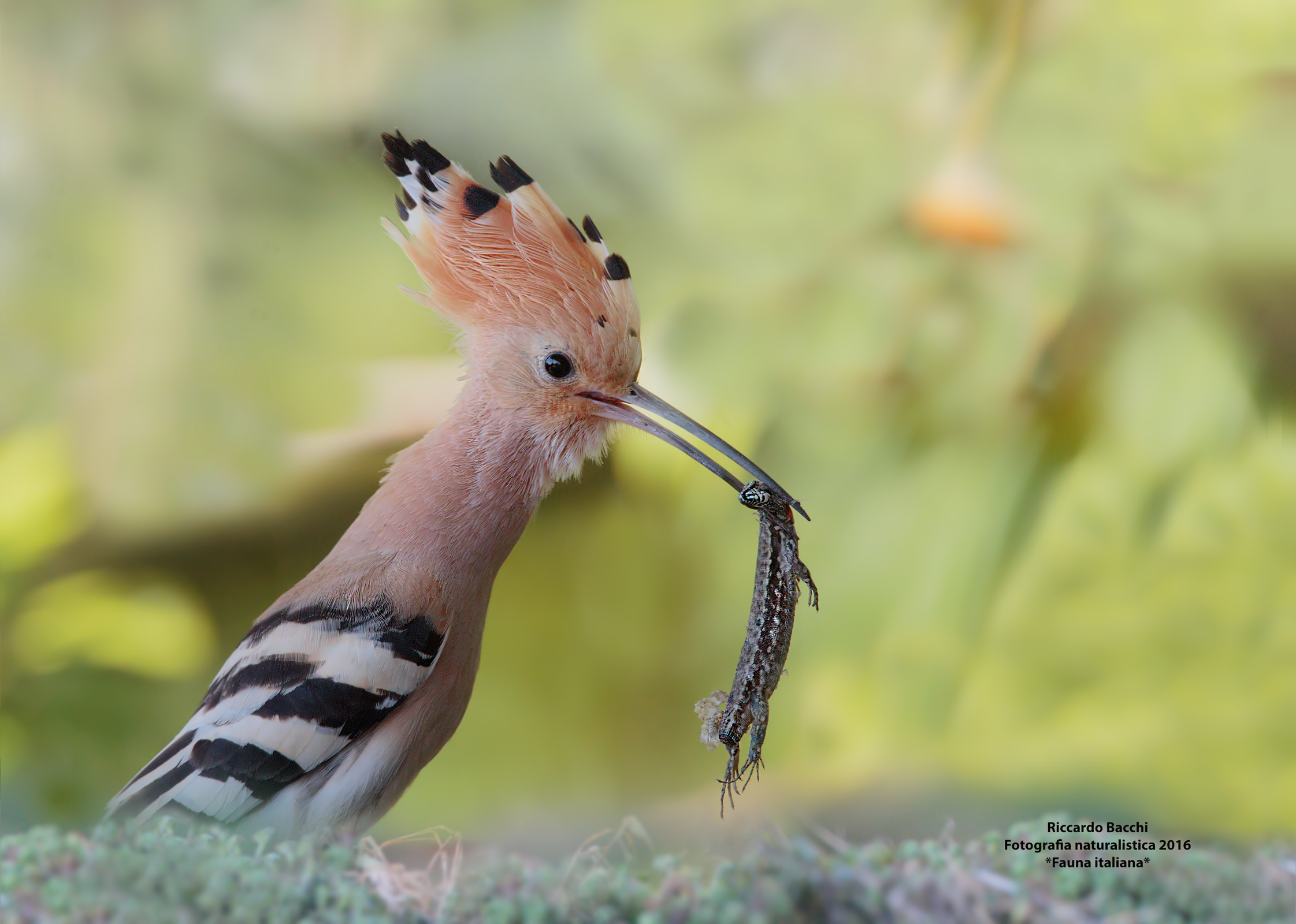 Hoopoe and Lizard