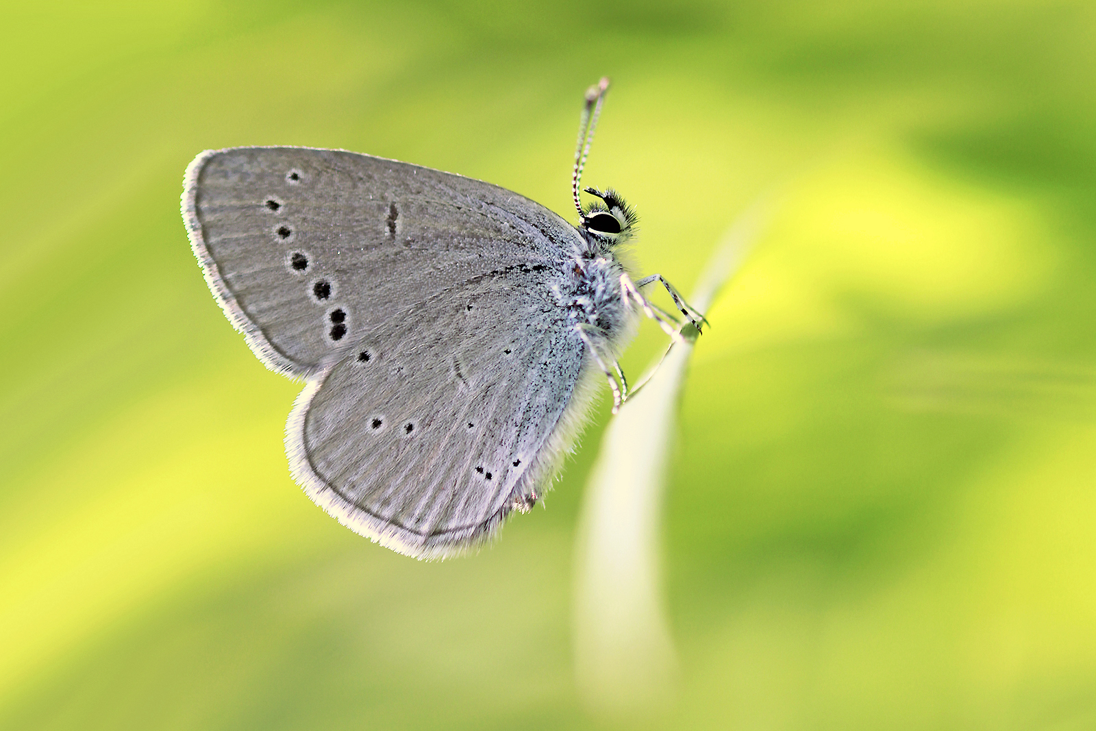 Il più piccolo esemplare di Europa