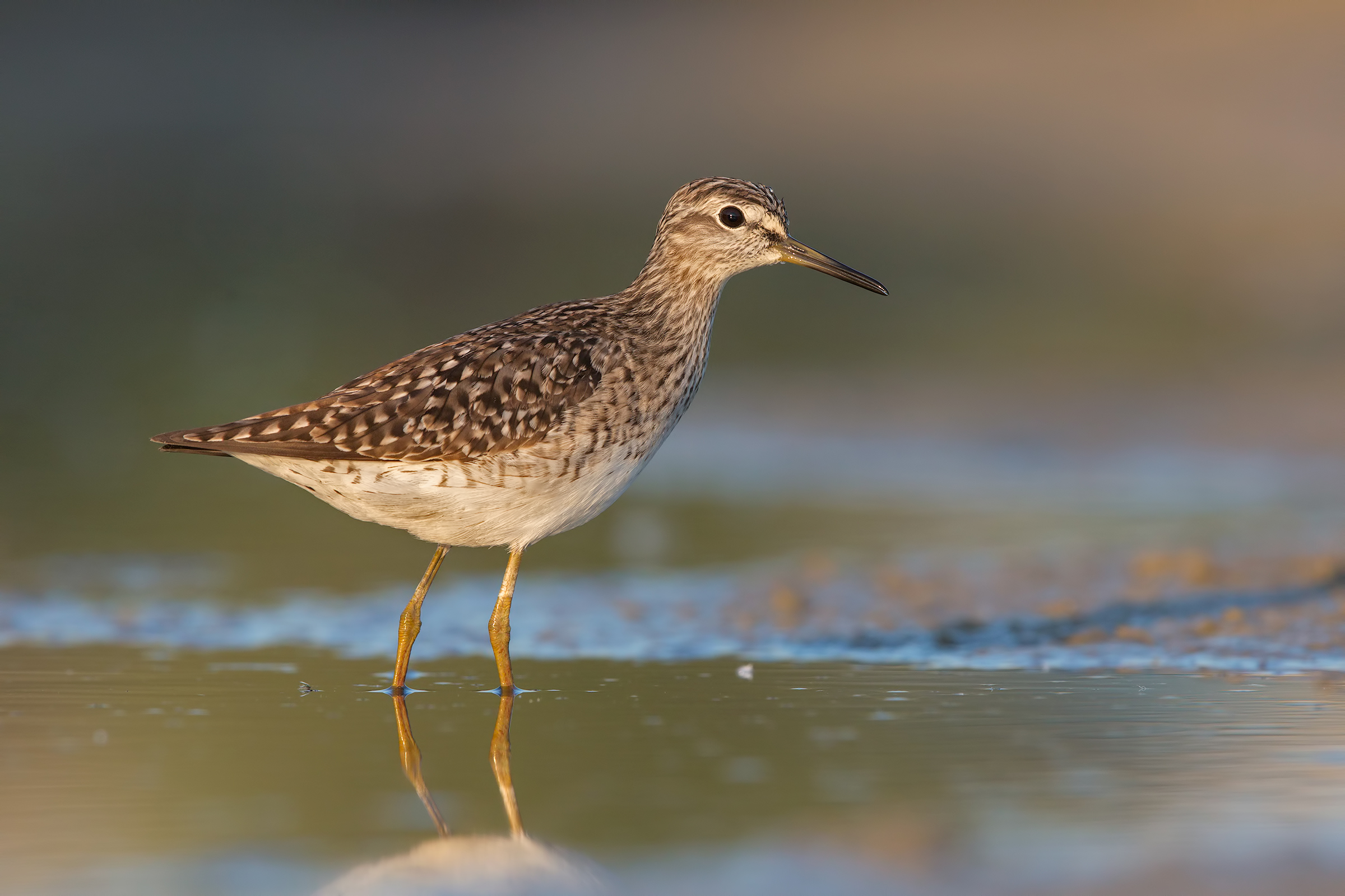 Wood Sandpiper