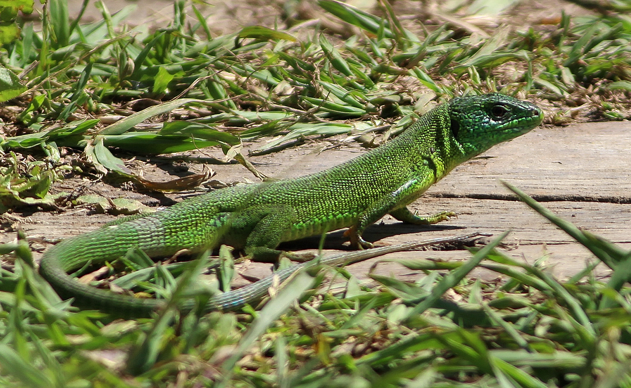 green lizard