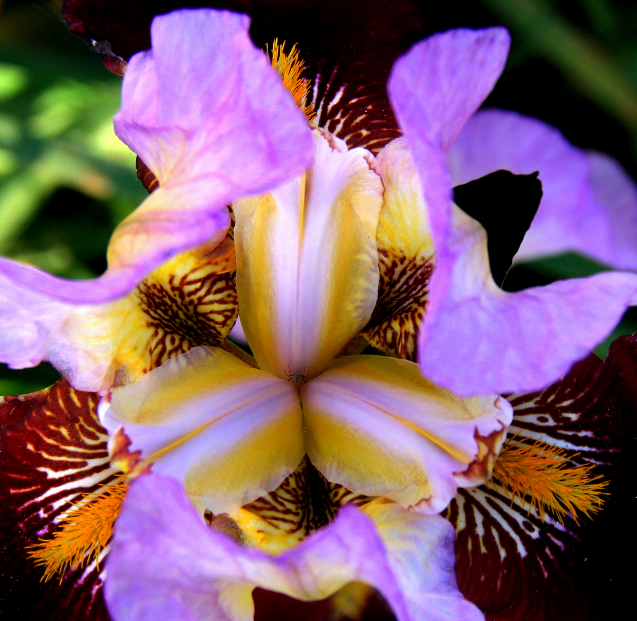 The intimacy of the iris