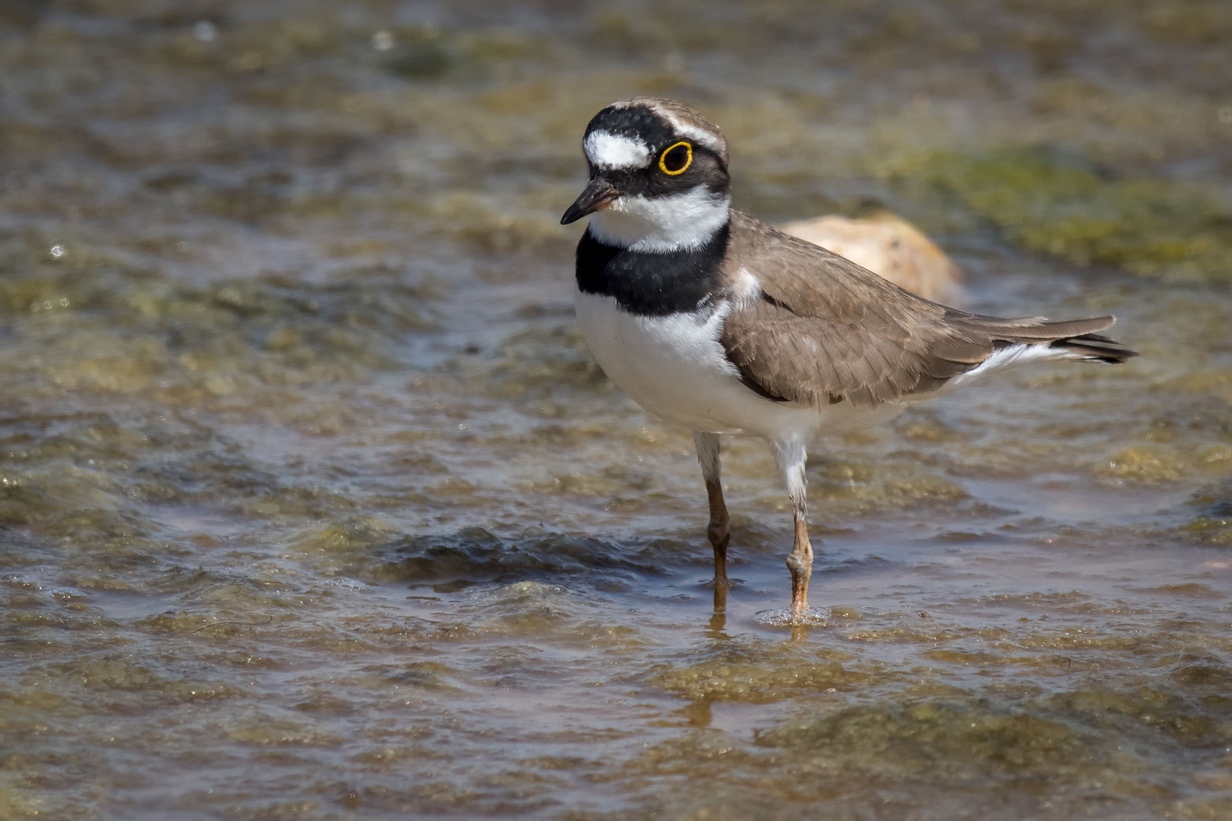little Ringed Plover