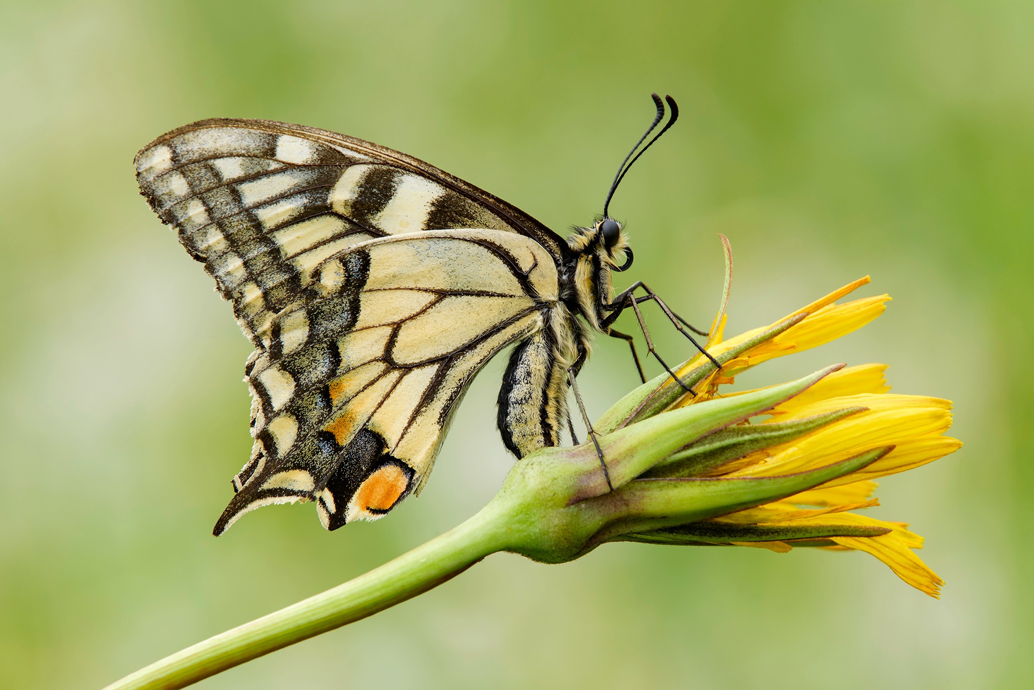 Papilio machaon