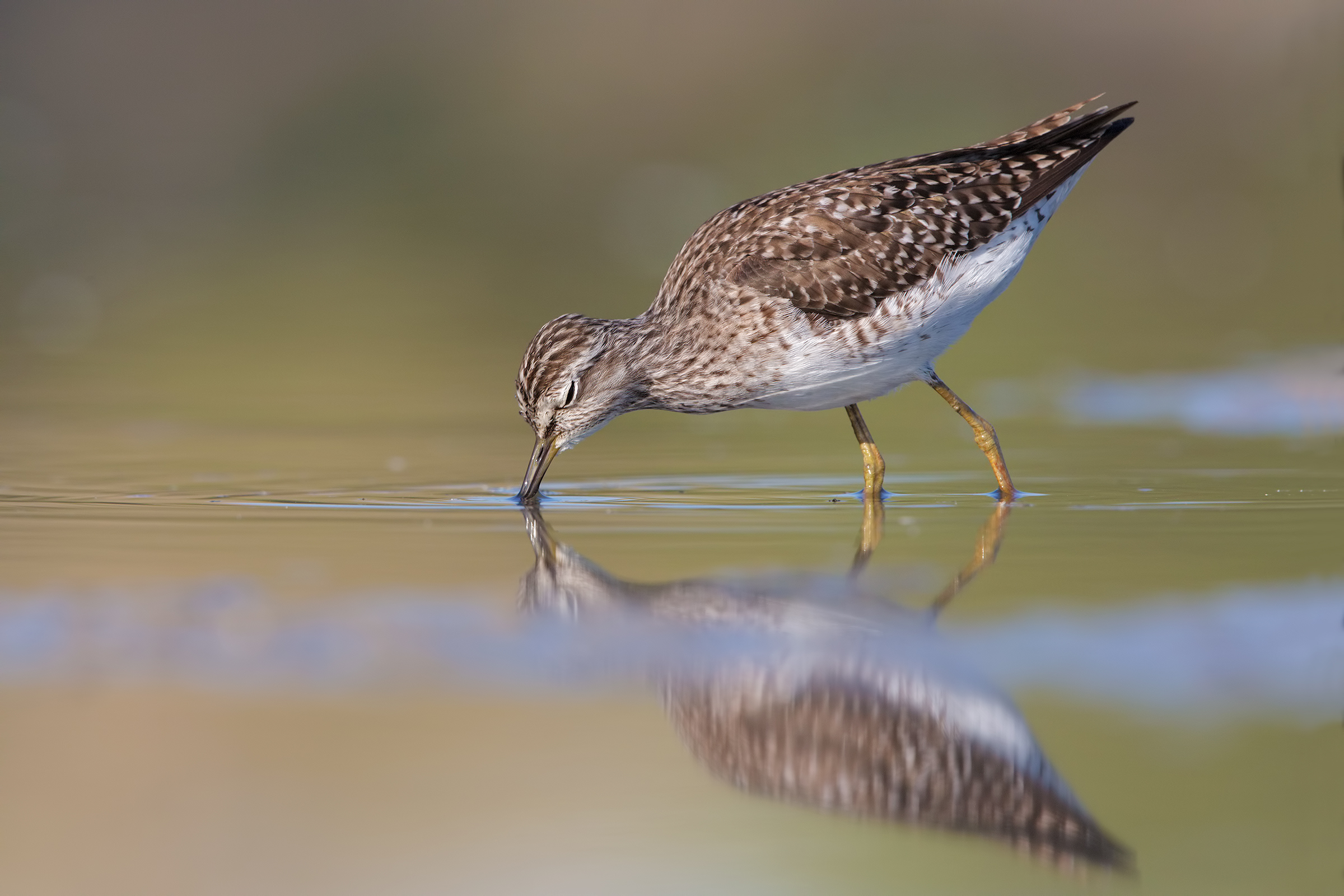 Wood Sandpiper