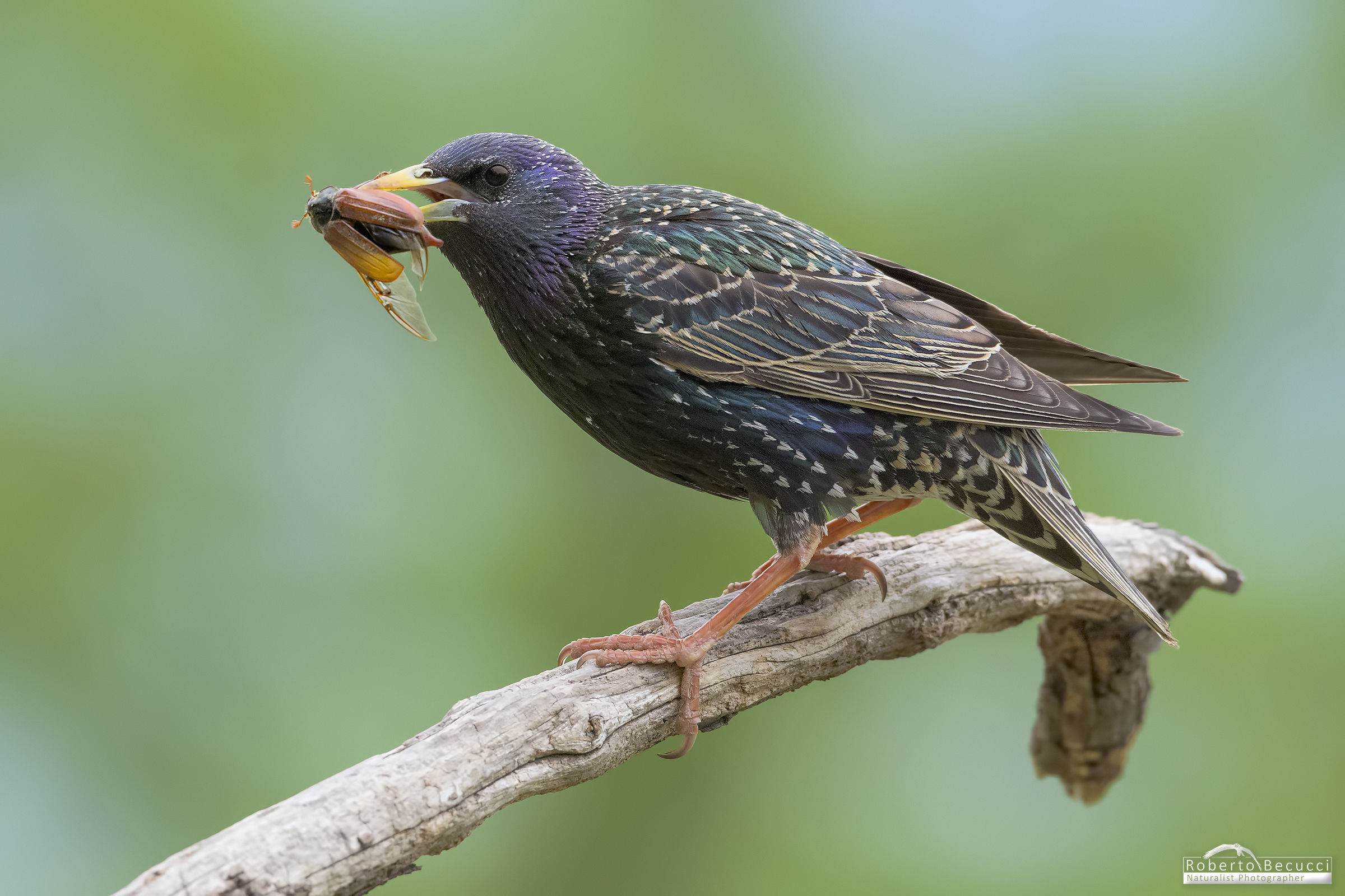 The gift of the Starling.