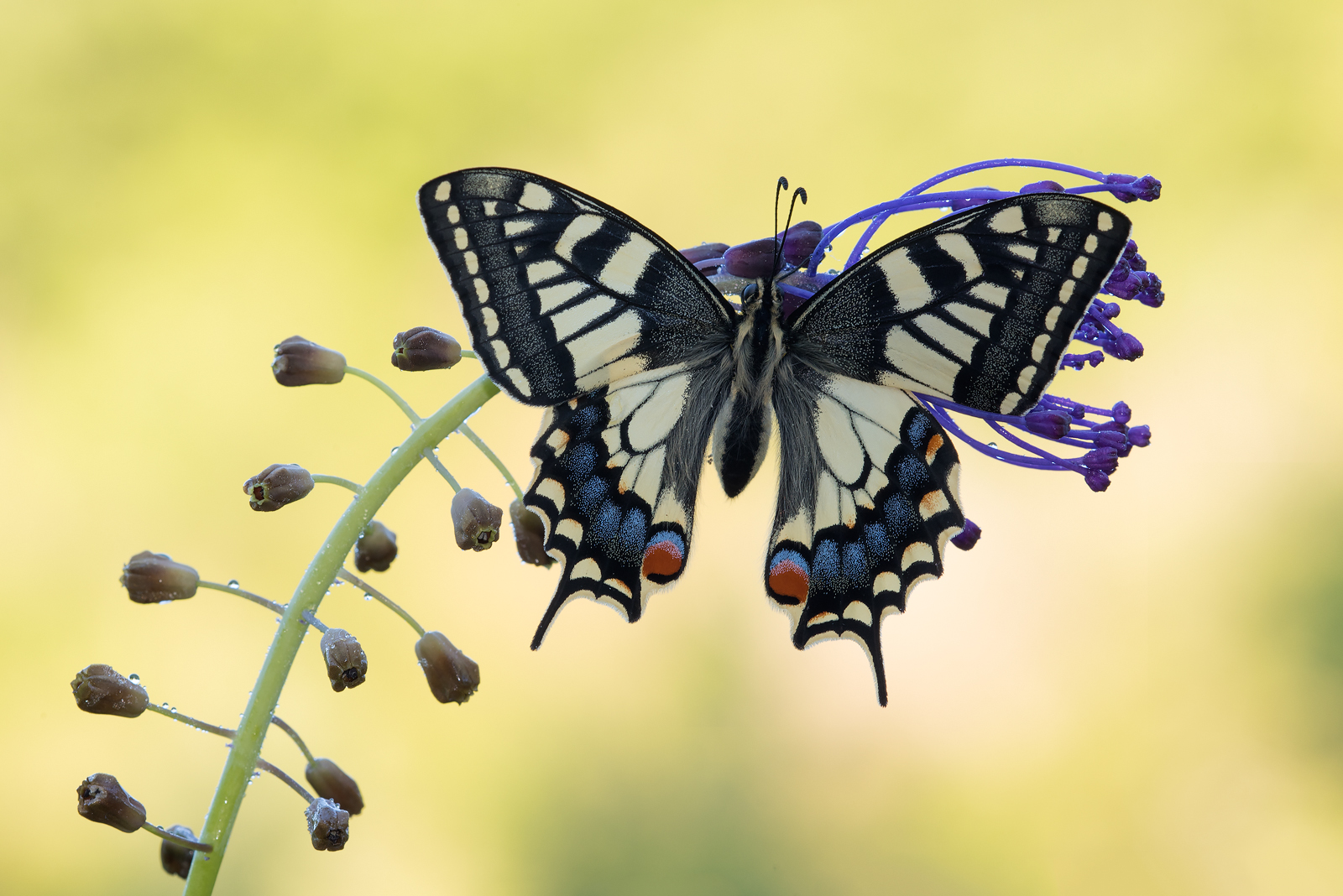 Papilio machaon