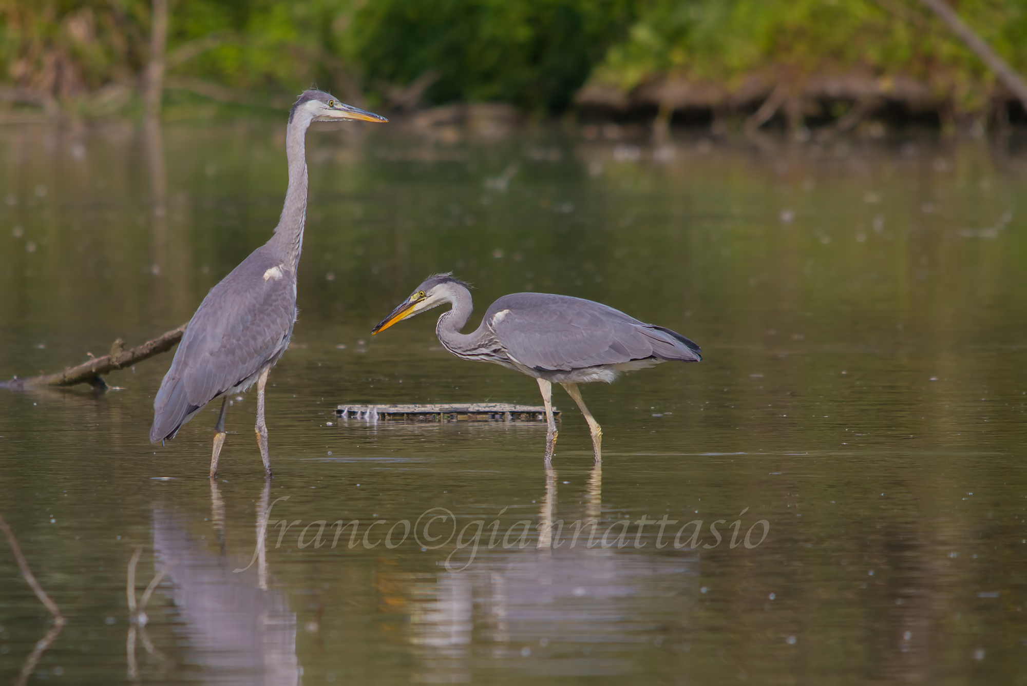 Pair of young Greys.