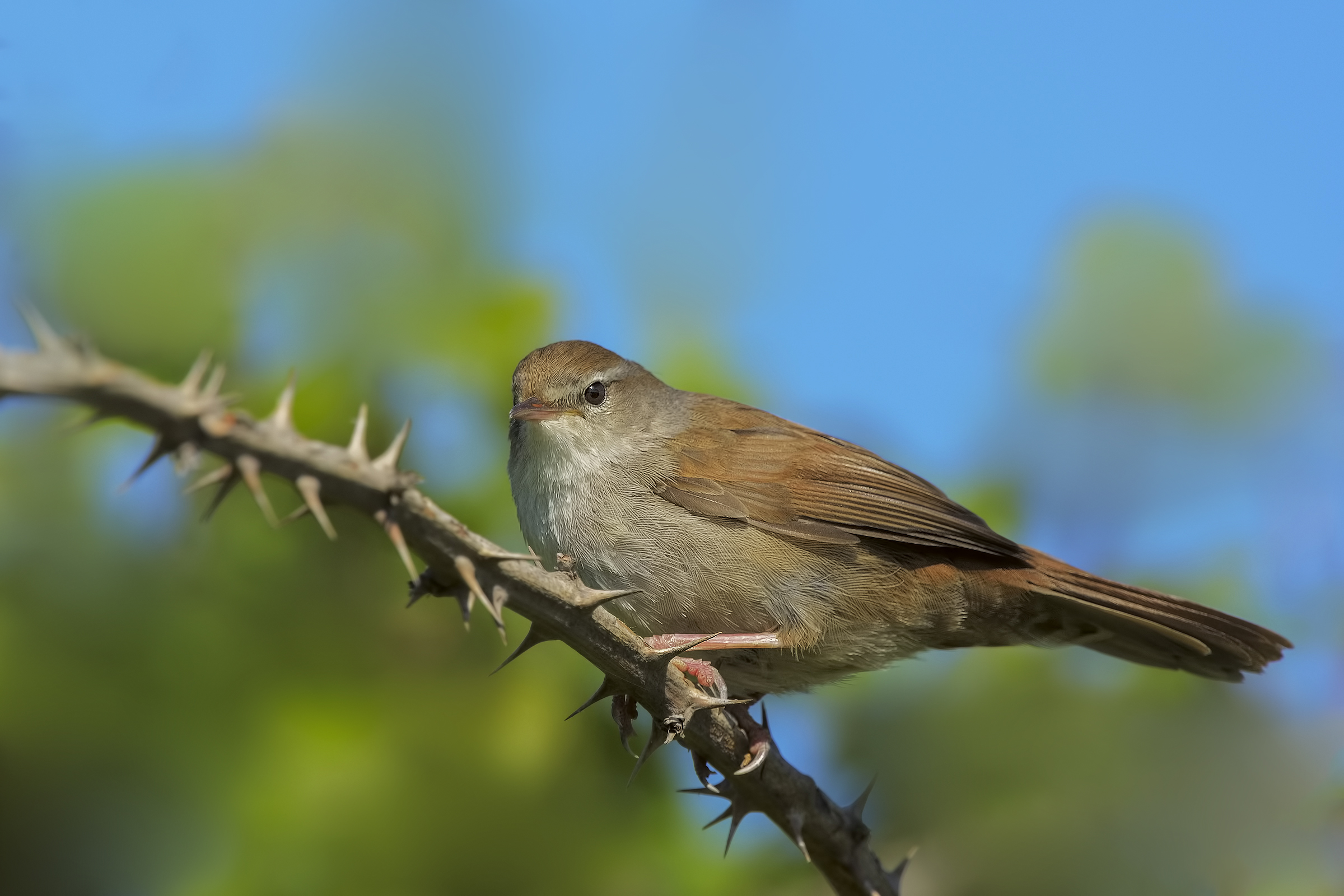 Cetti's warbler (Cettia concepts)