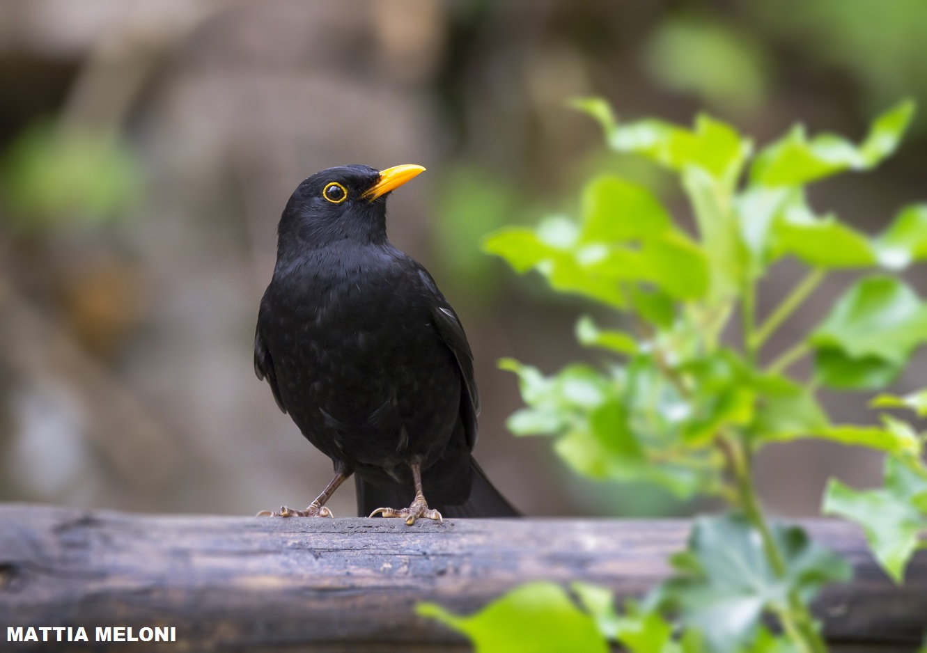 Merlo(Turdus merula)