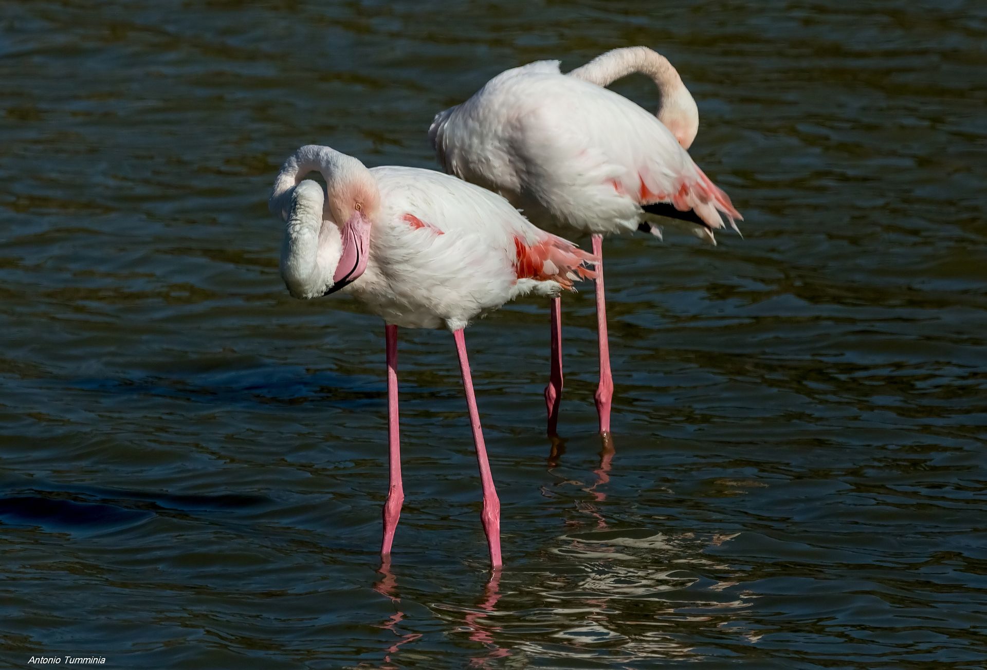 Il riposo dei fenicotteri rosa