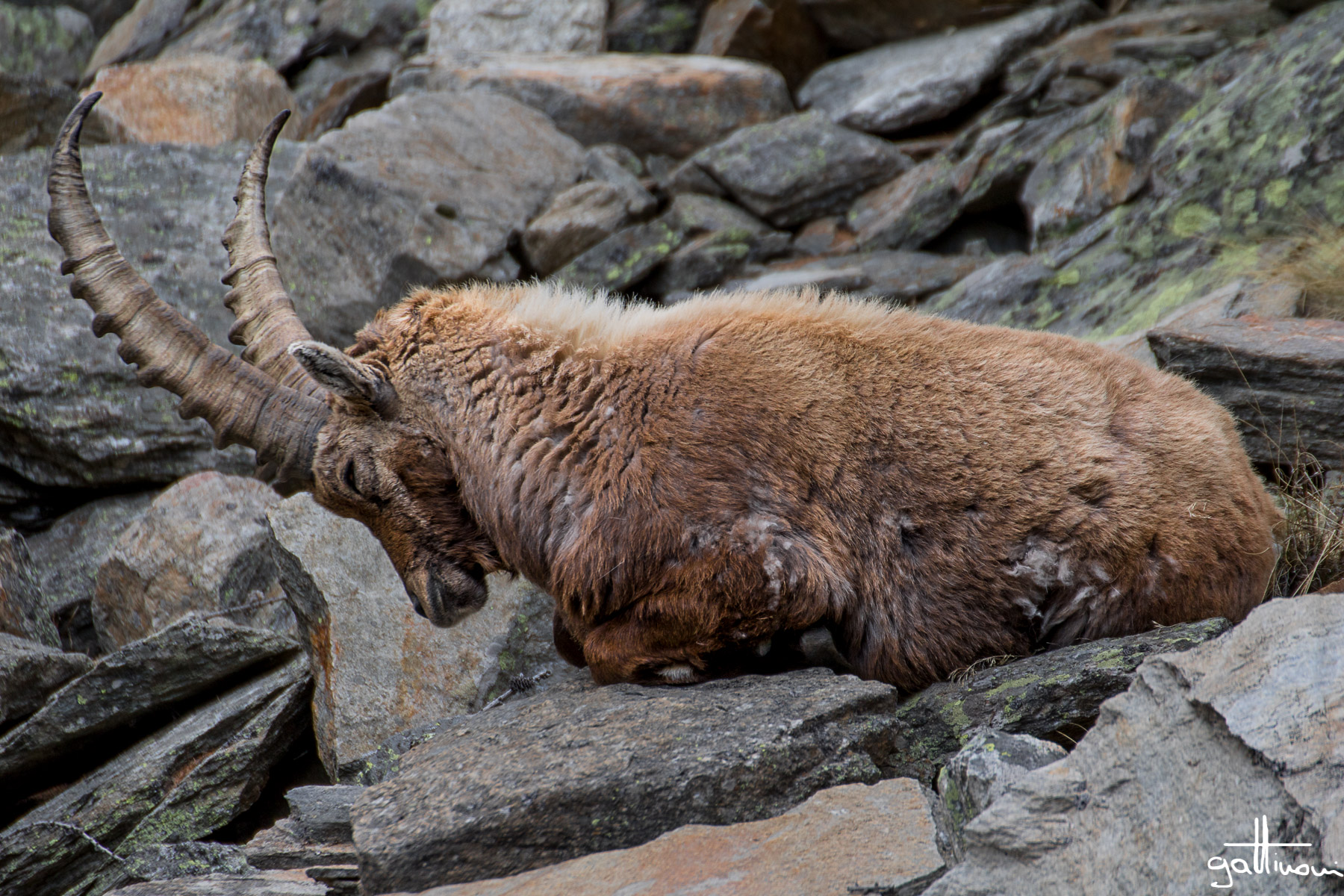 the weight of the horns