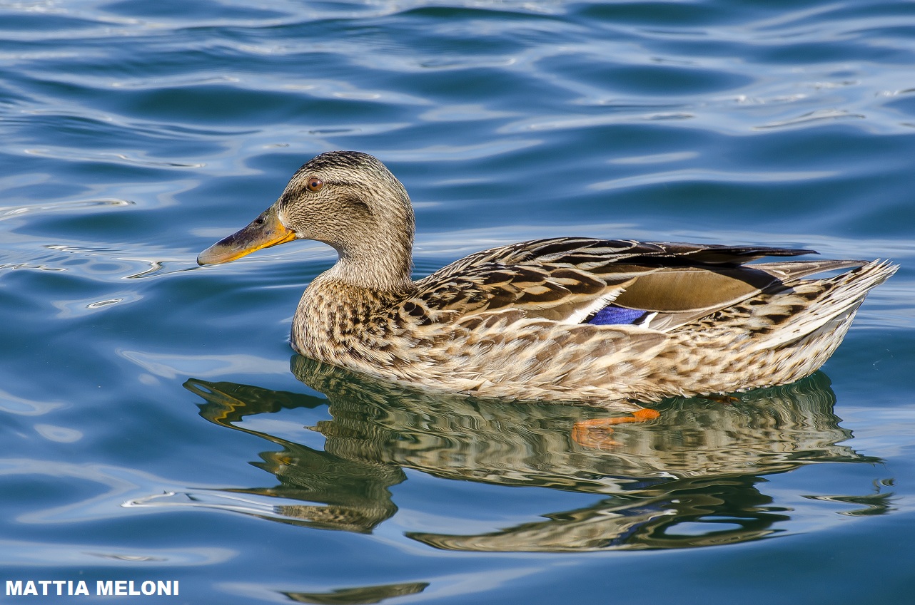 Female Mallard (Anas platyrhynchos)