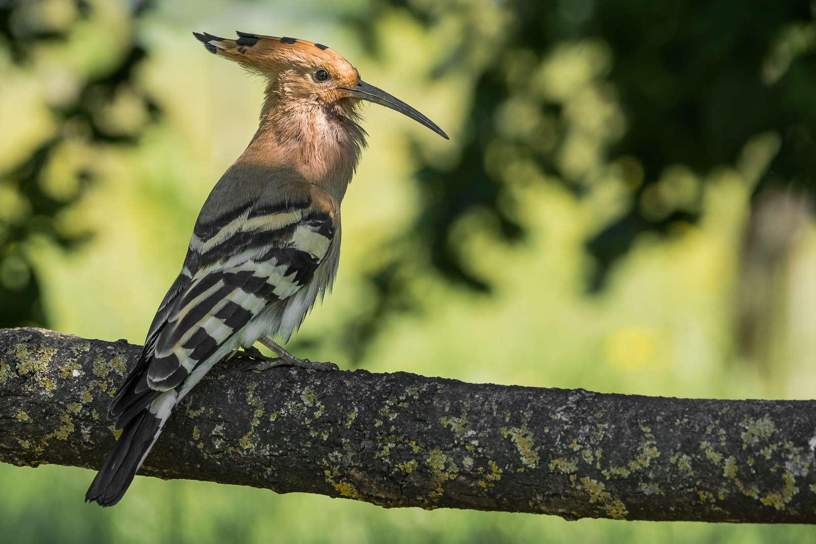 2016 hoopoe