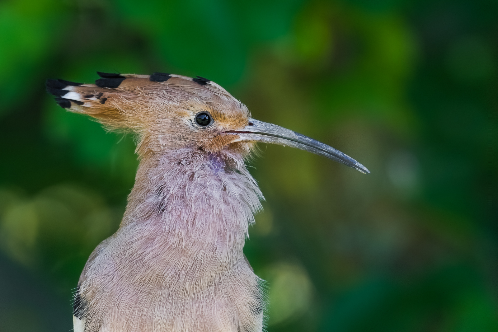 nearest neighbor hoopoe