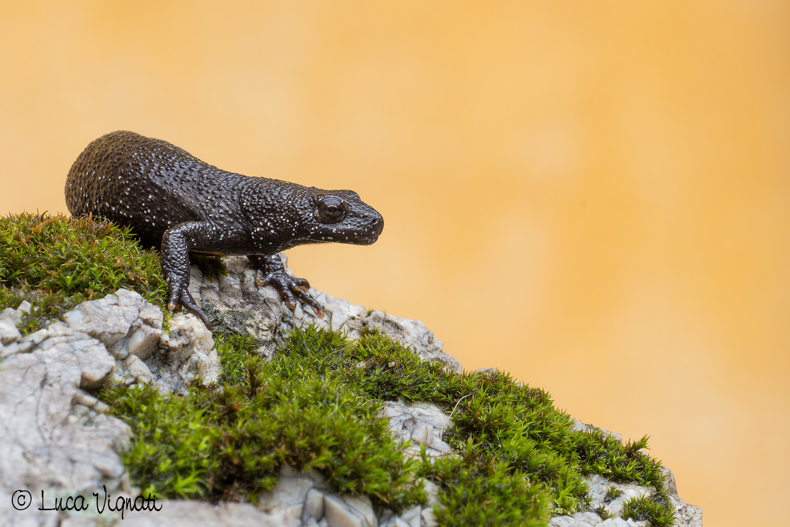 Crested newt - Triturus carnifex