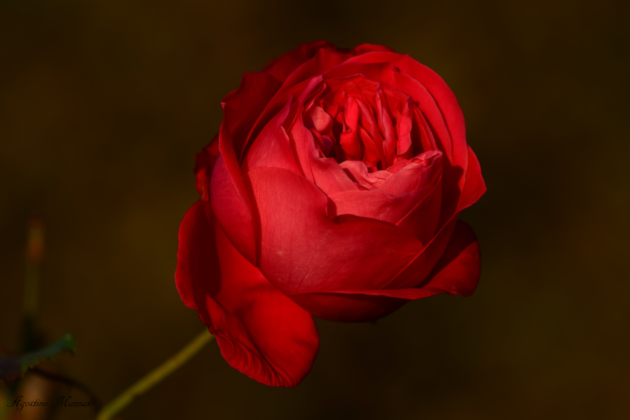 Red rose