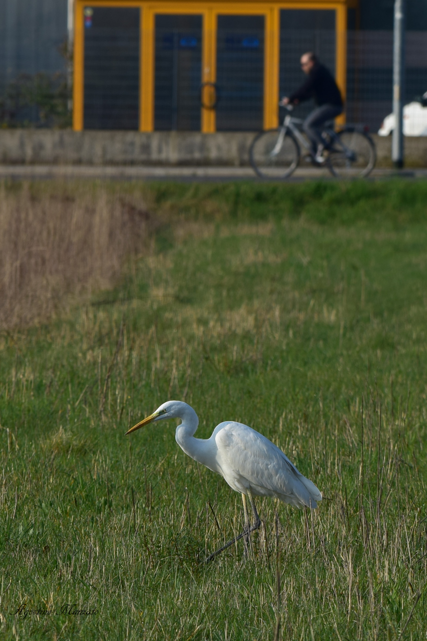 The heron and the bicycle
