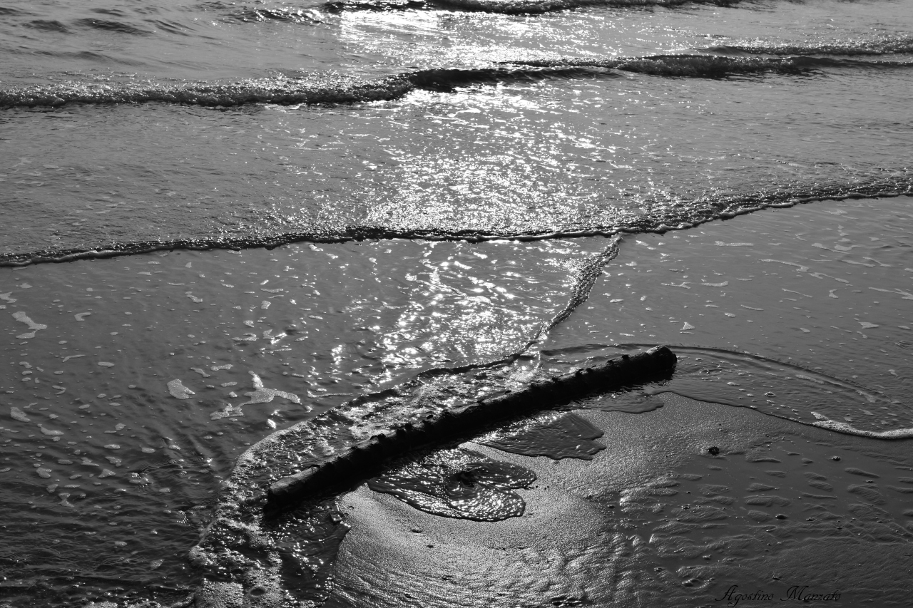 Trunk in front of the dam
