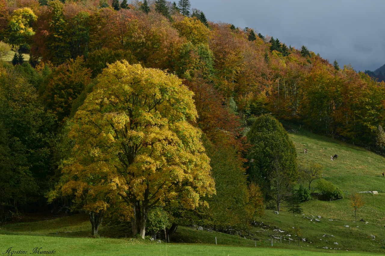 The big beech Lokvarsko