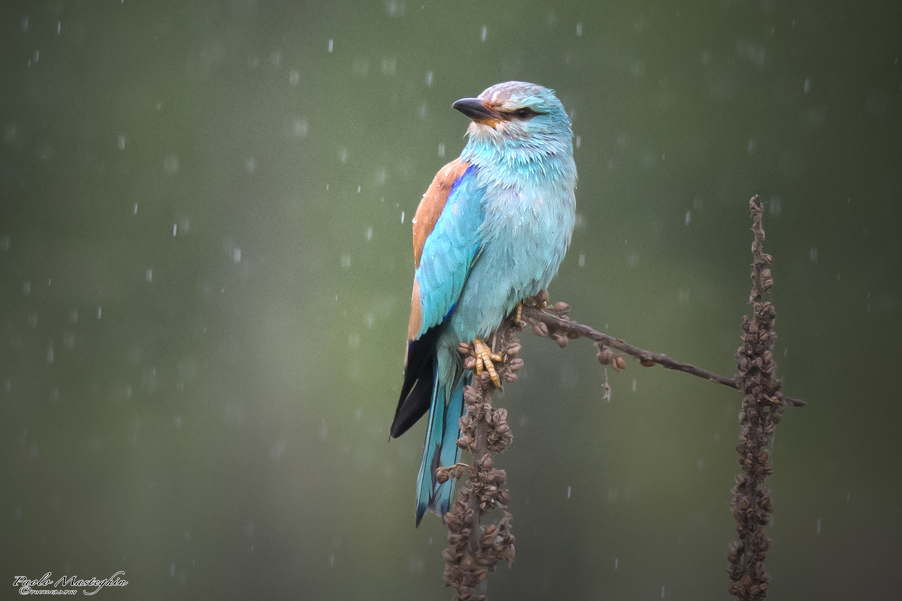 Ghiandaia bagnata...