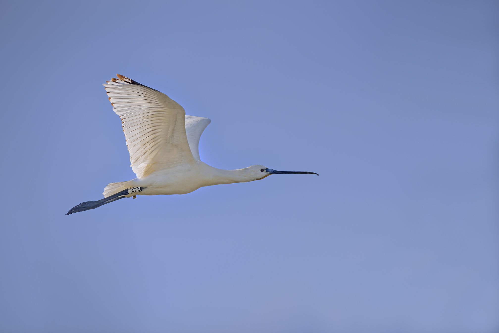 Spoonbill, ring reading will tell us where it came from