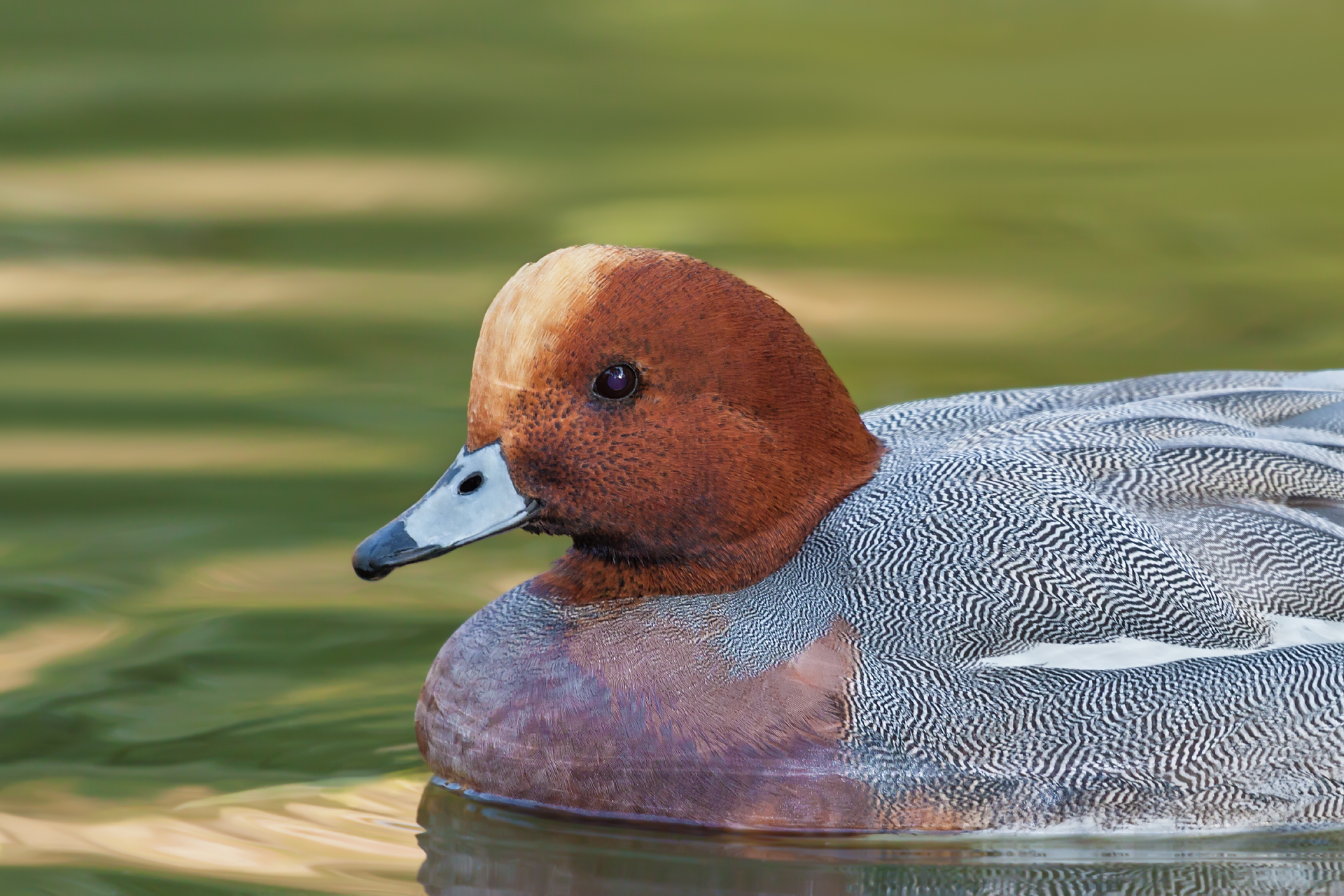 Wigeon