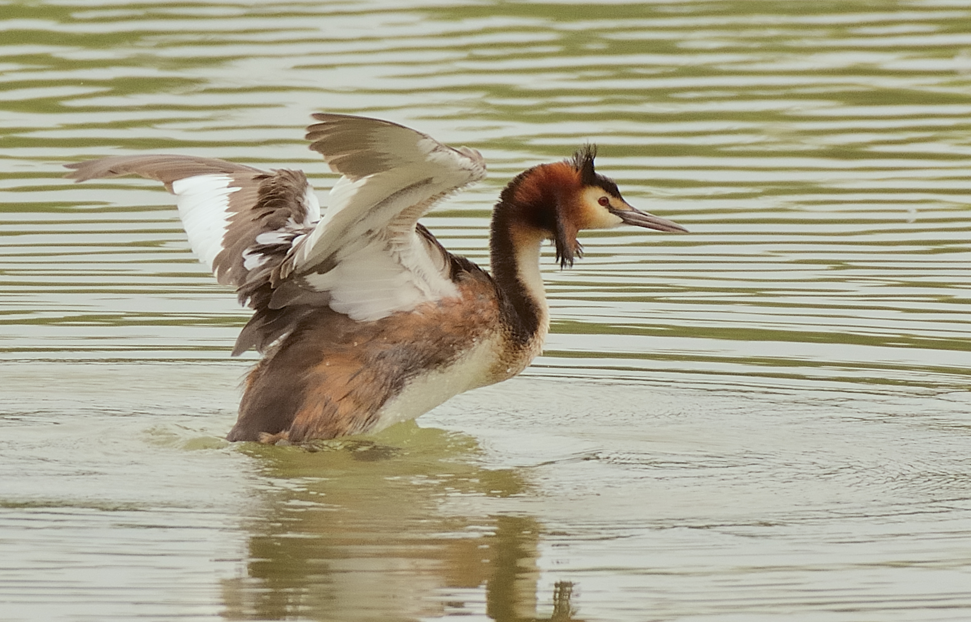 Great Crested Grebe (summer)