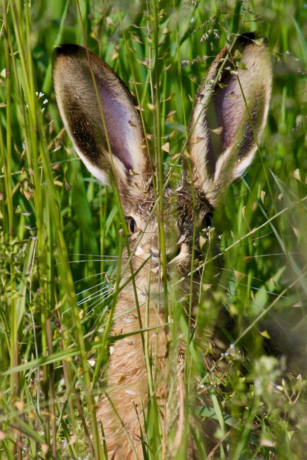 Maybe you can not see