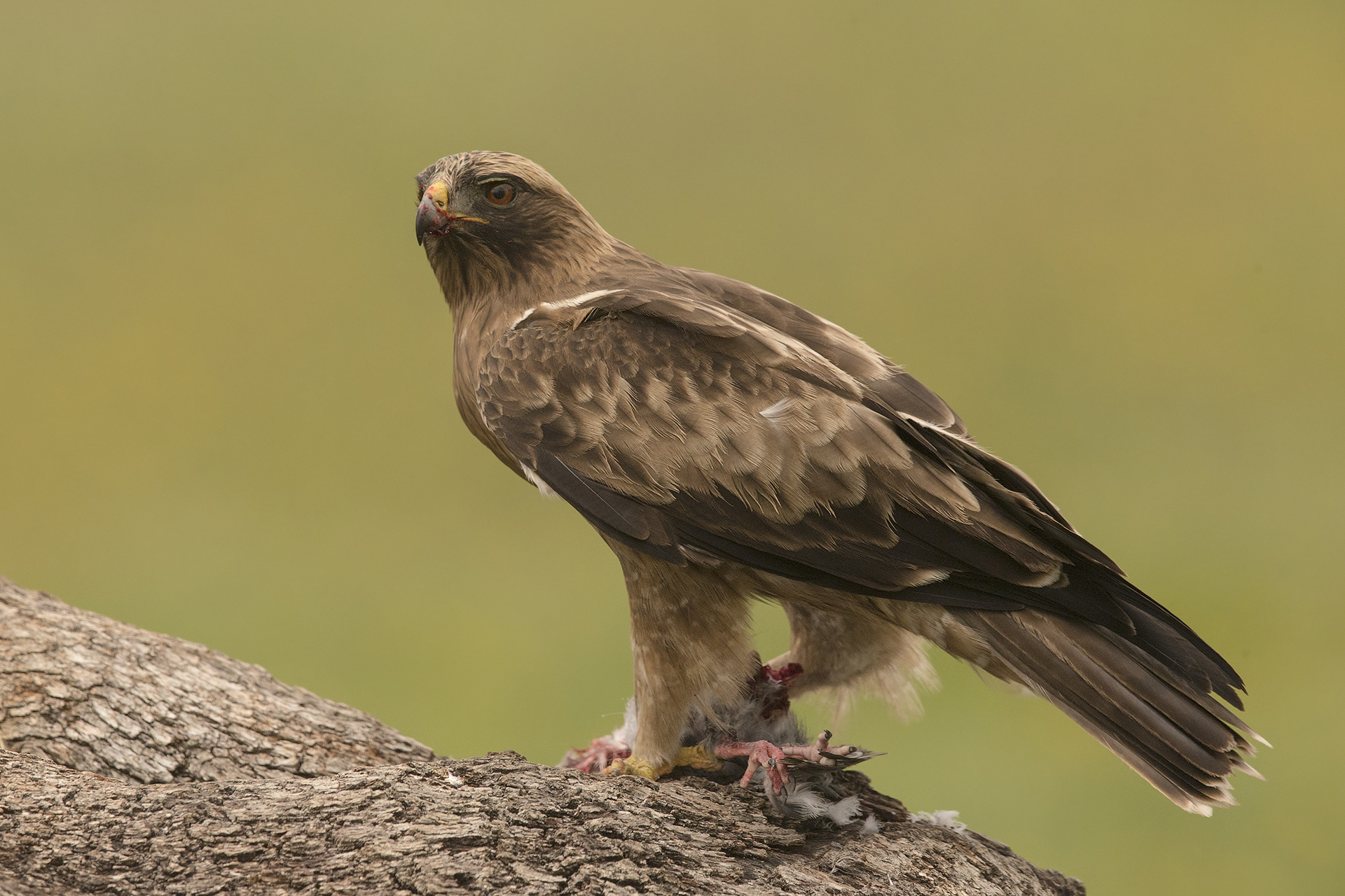 Booted Eagle (Aquila pennata)