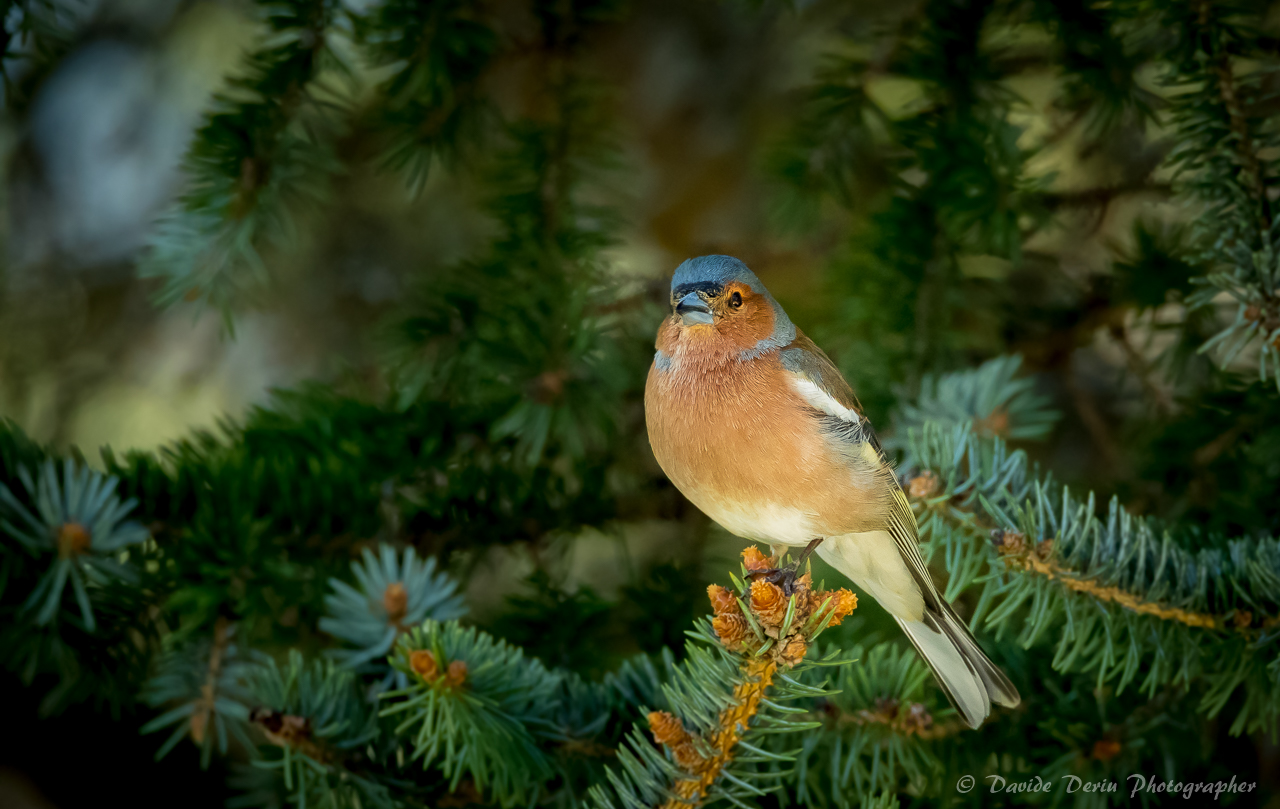 rest of Chaffinch