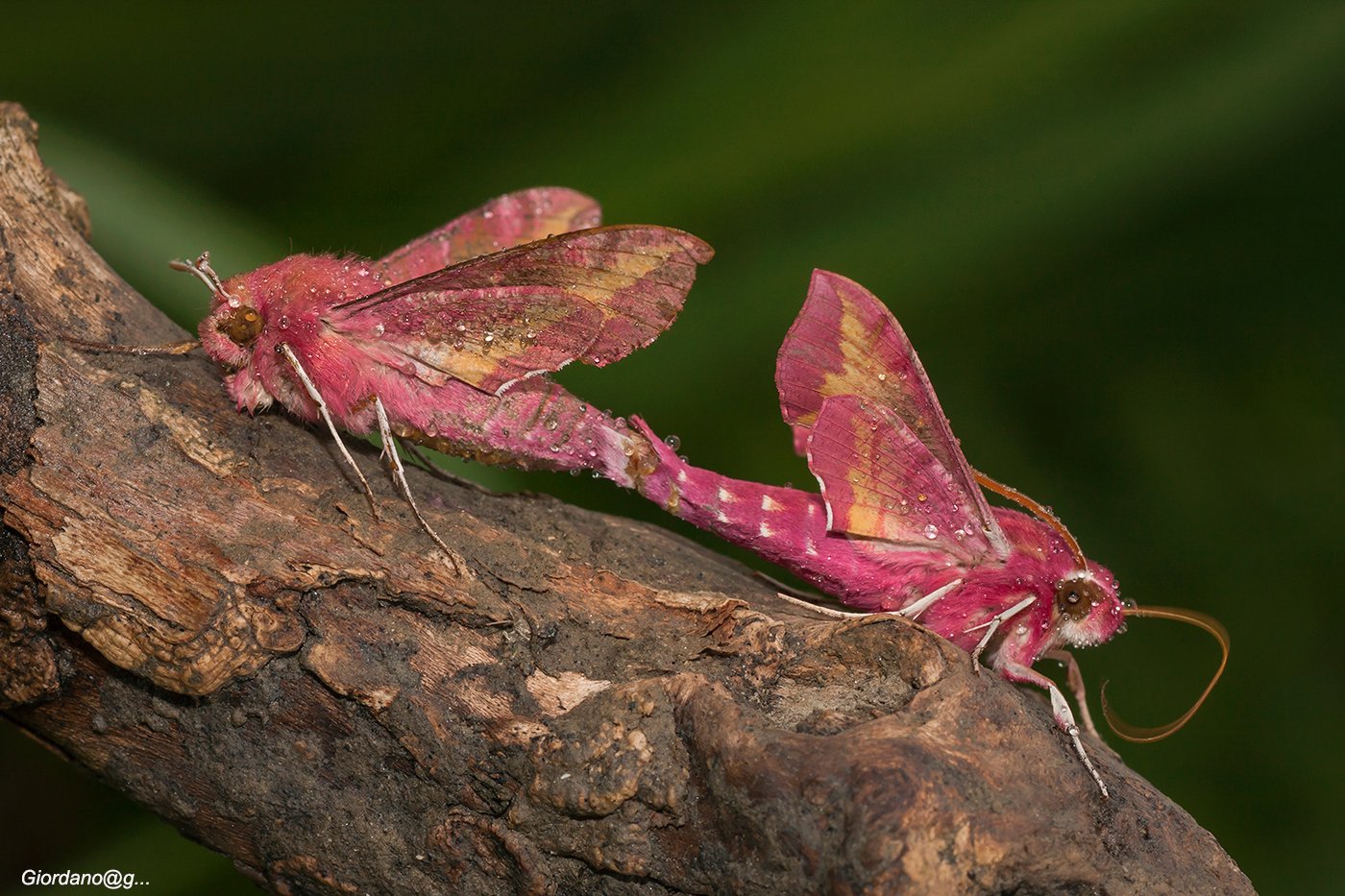 Deilephila Elpenor ( Sfinge della vite)