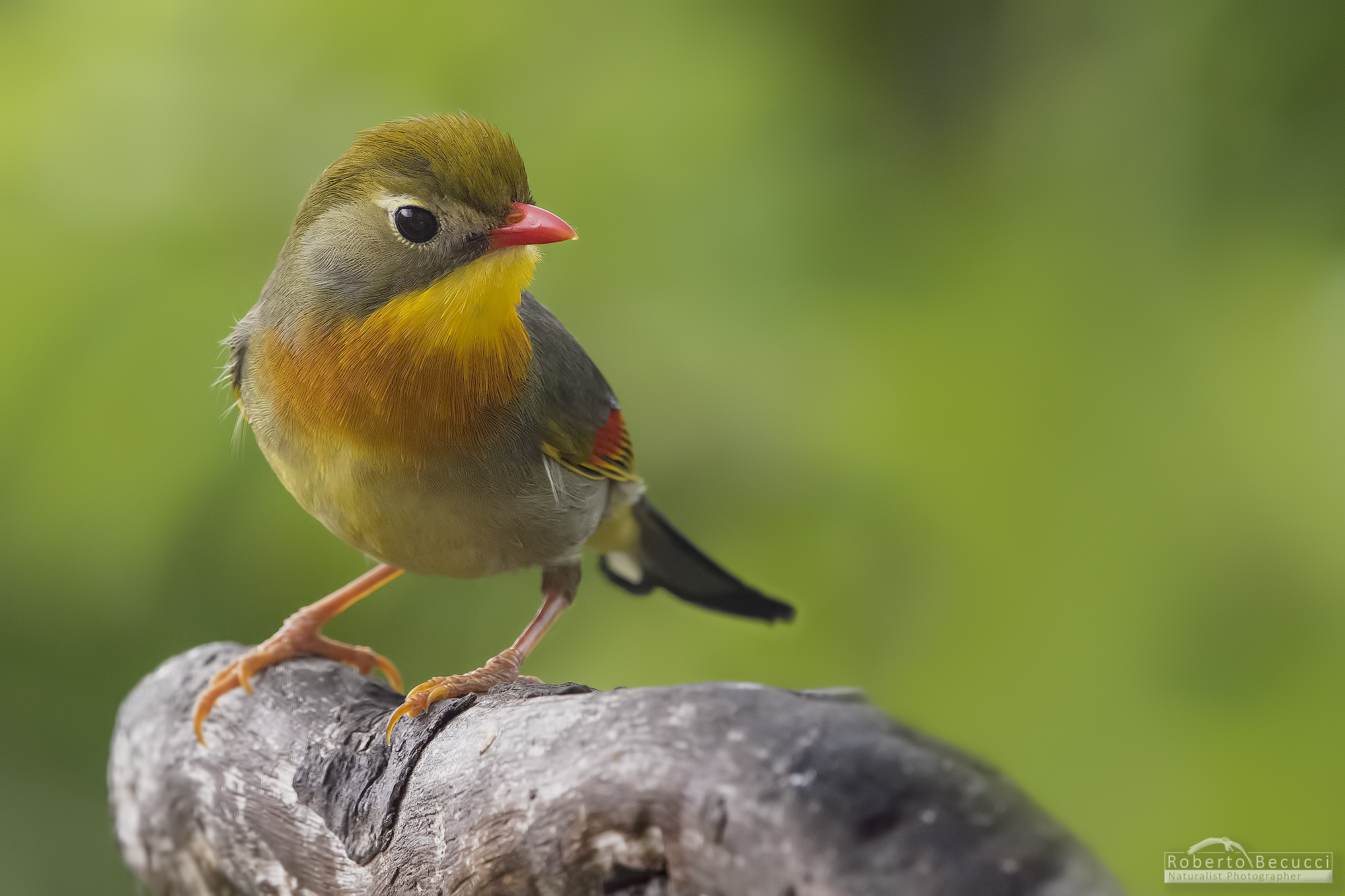 Nightingale of Japan