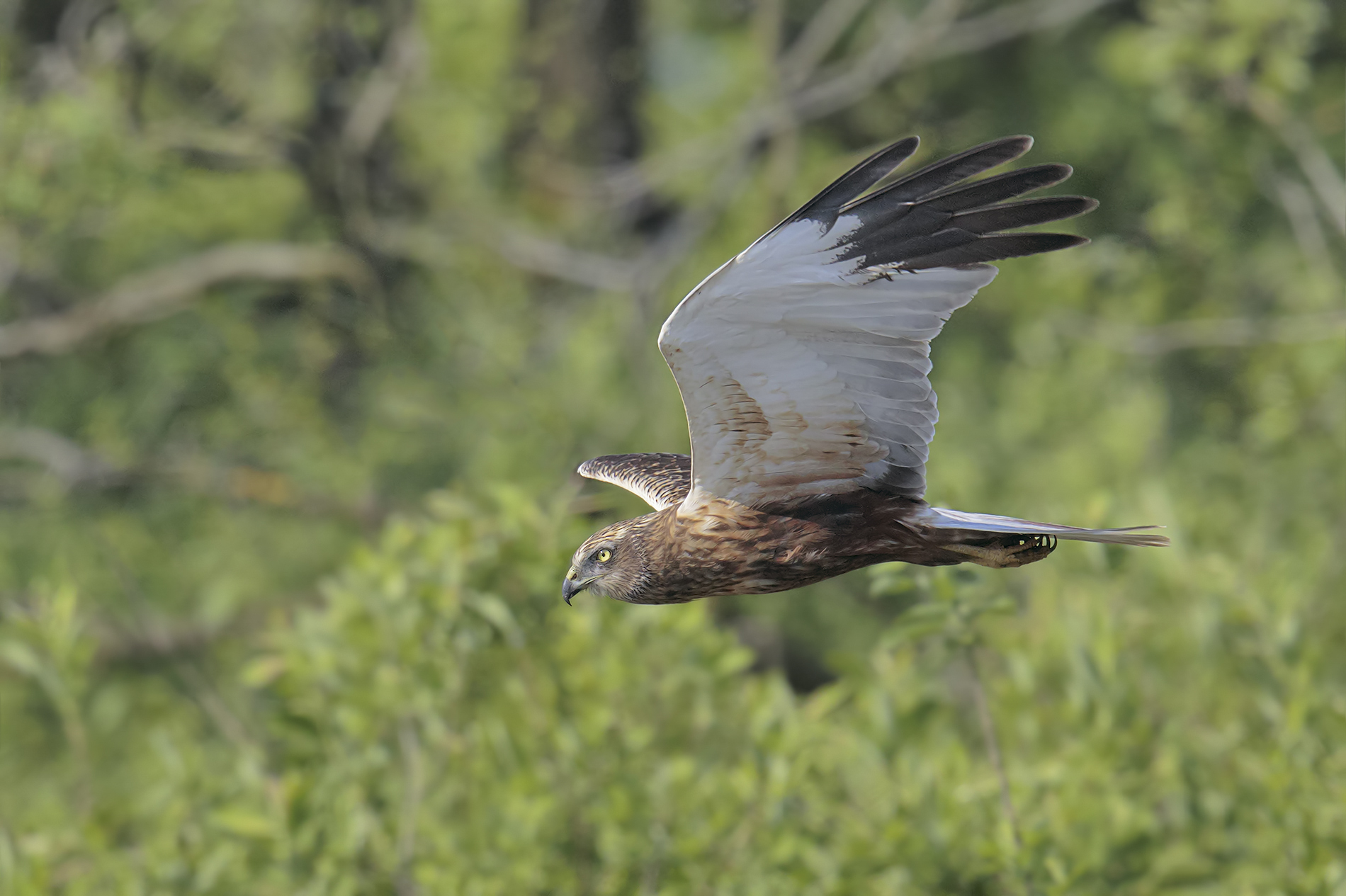the marsh harrier male