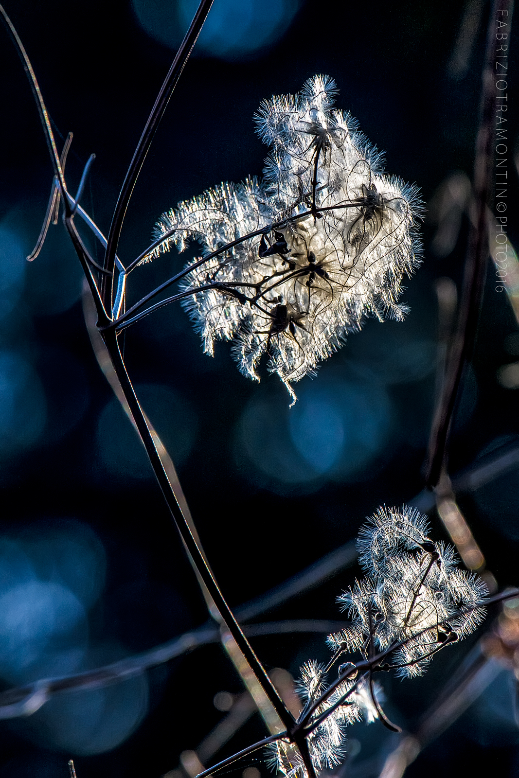 Tentacoli di piuma #2