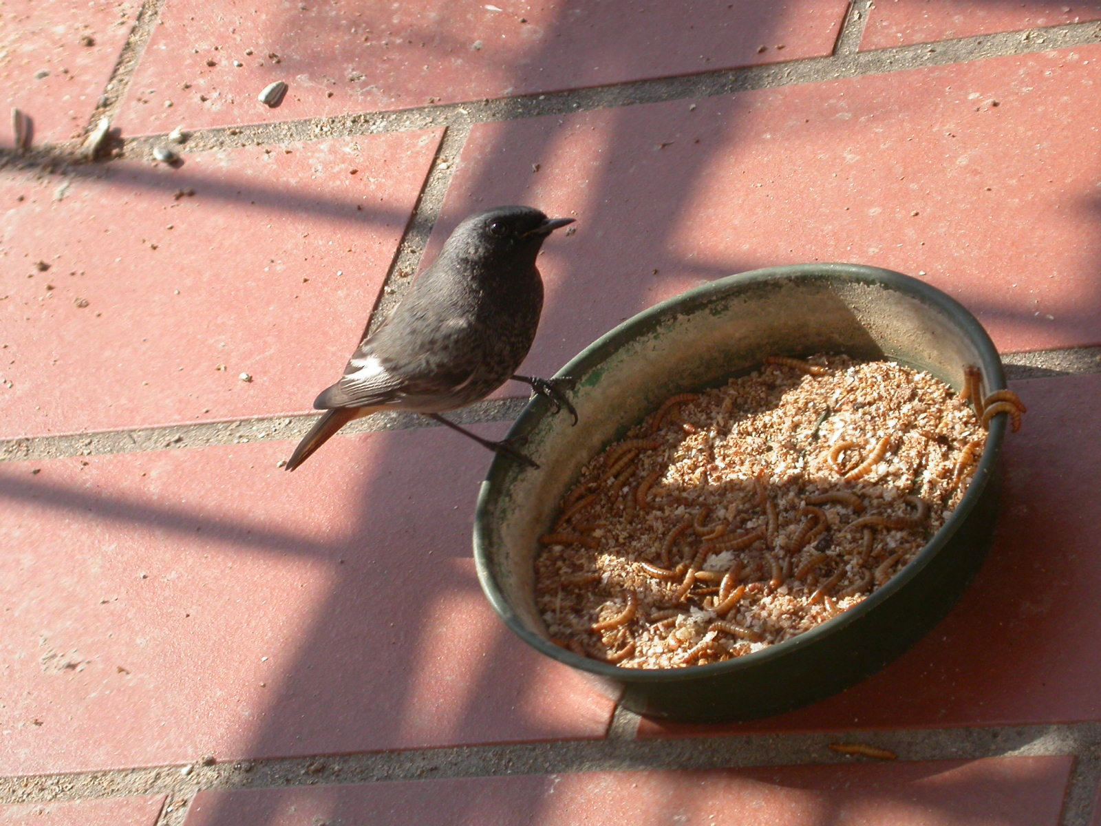Redstart european male adult chimney sweep d> = 2years