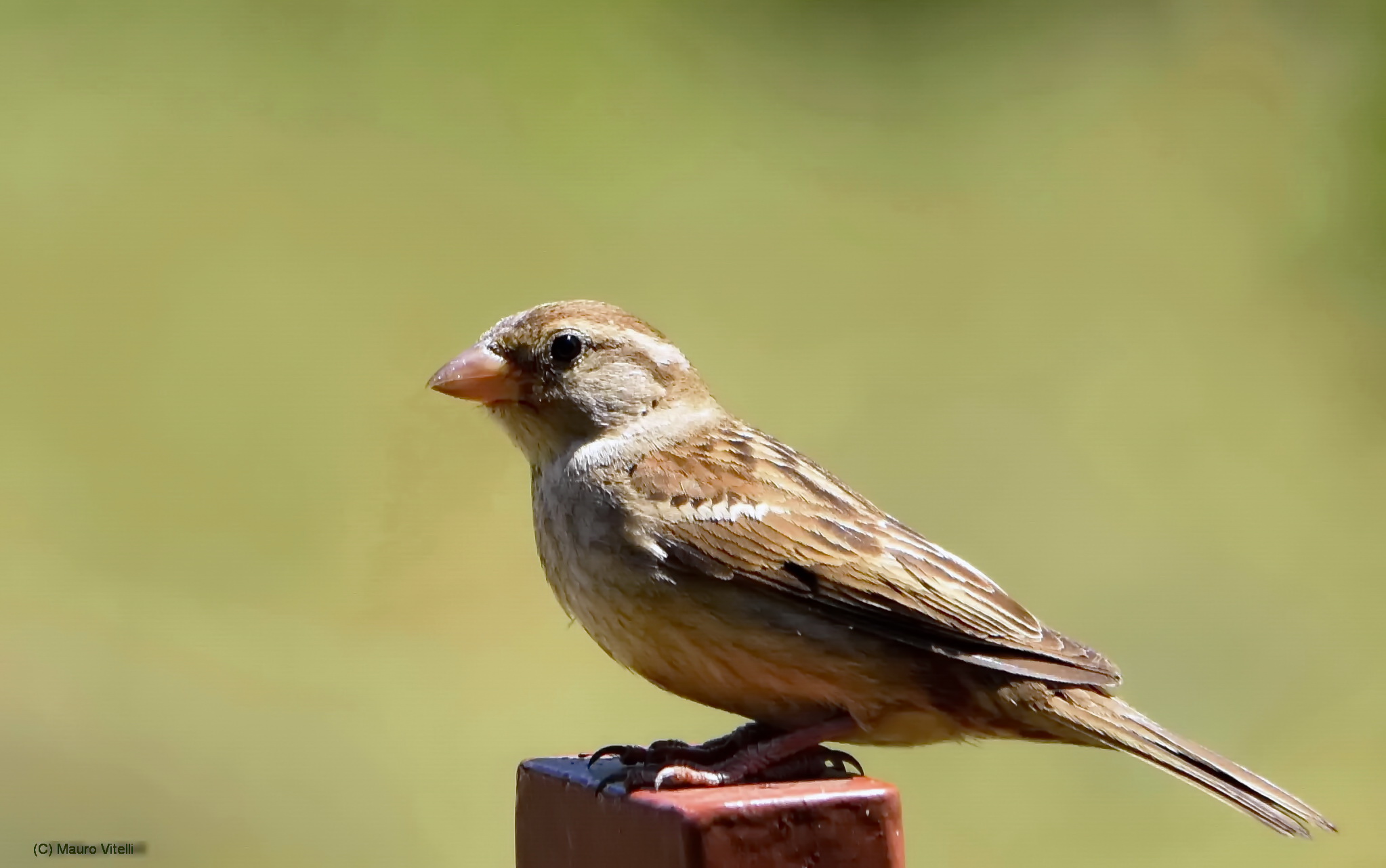 female sparrow