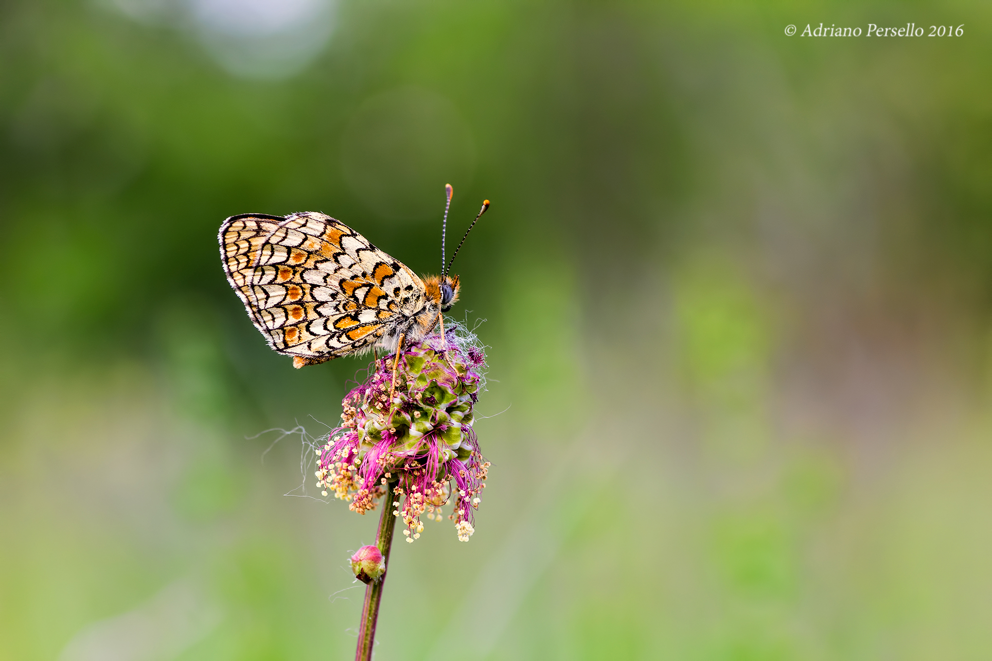 Melitaea athalia