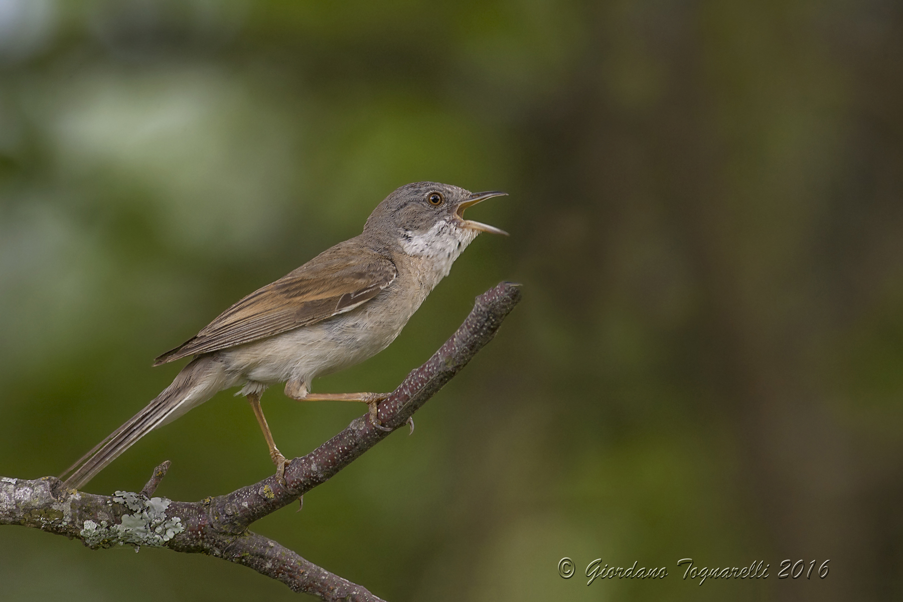 Whitethroat Sylvia communis