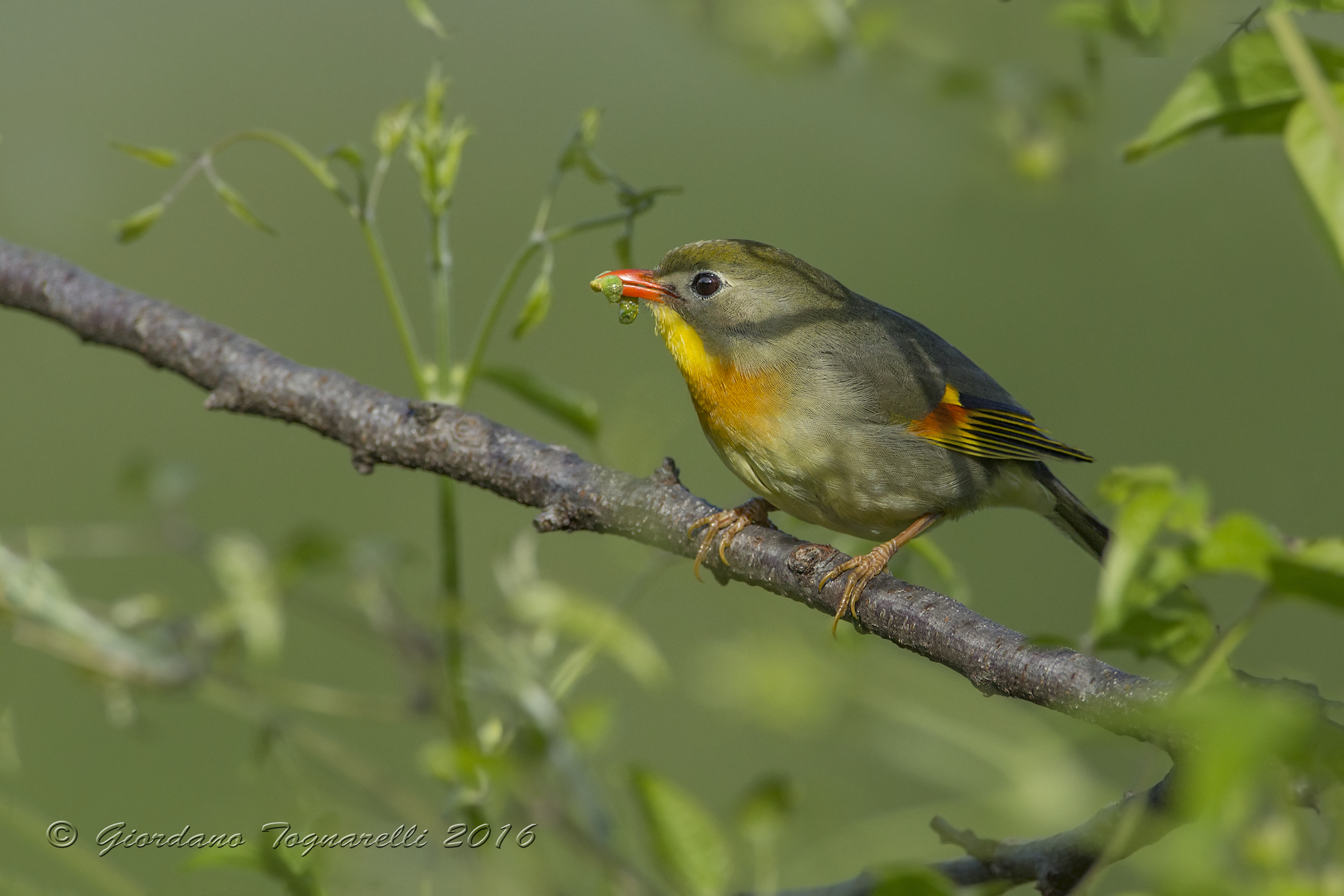 Nightingale of Japan (Leiothrix lutea)