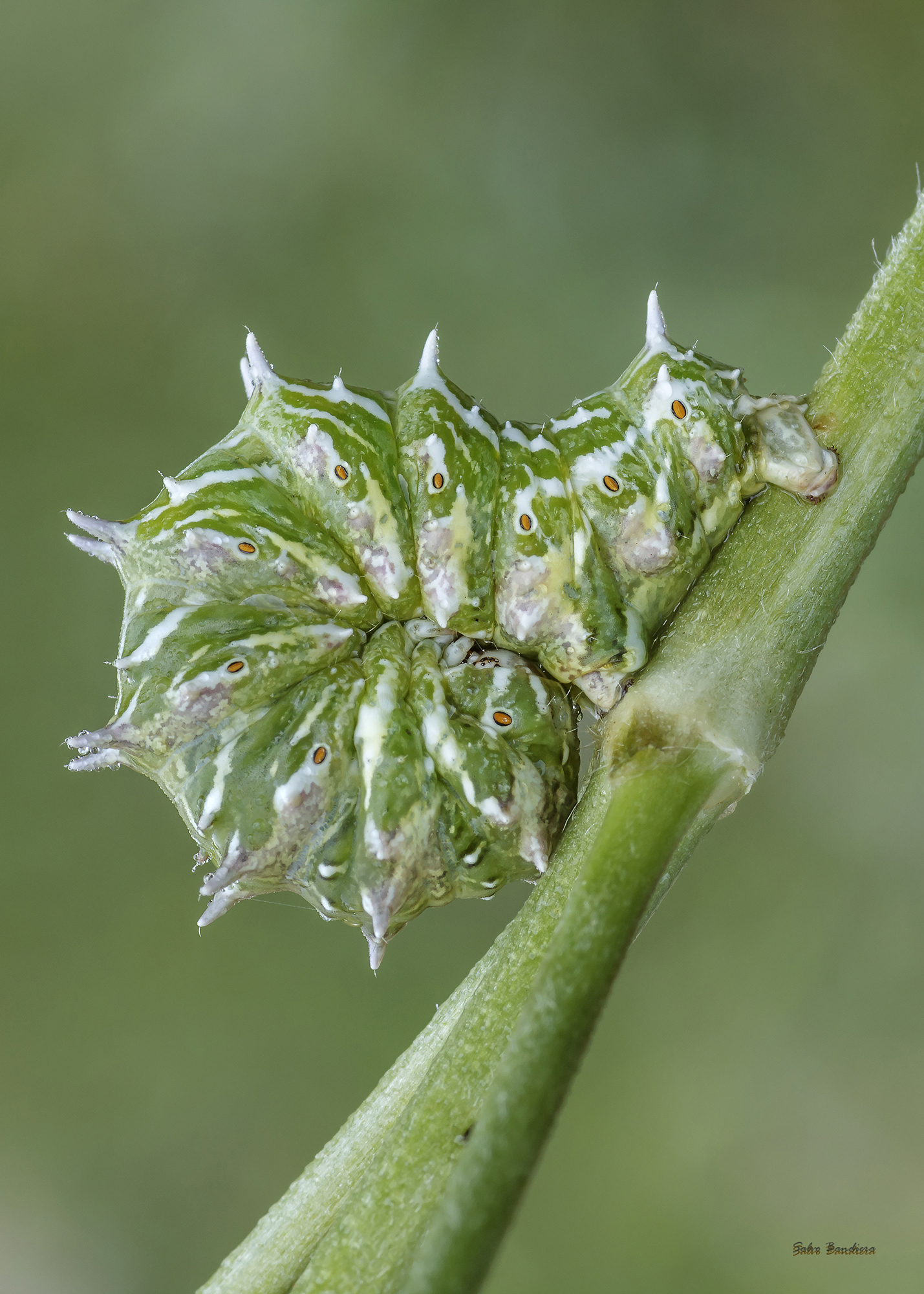 Apochima flabellaria...