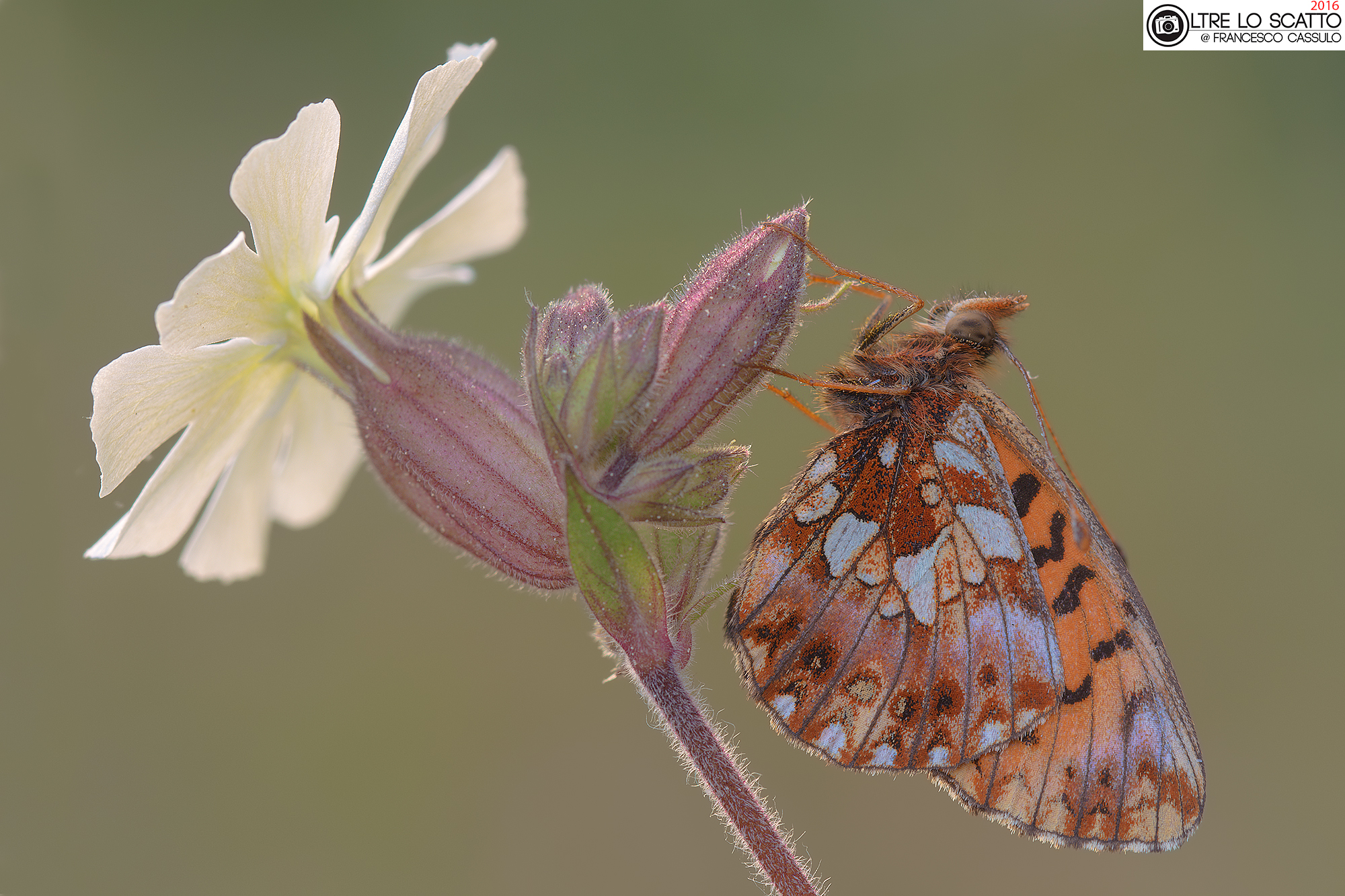 Boloria dia (Linnaeus, 1767)
