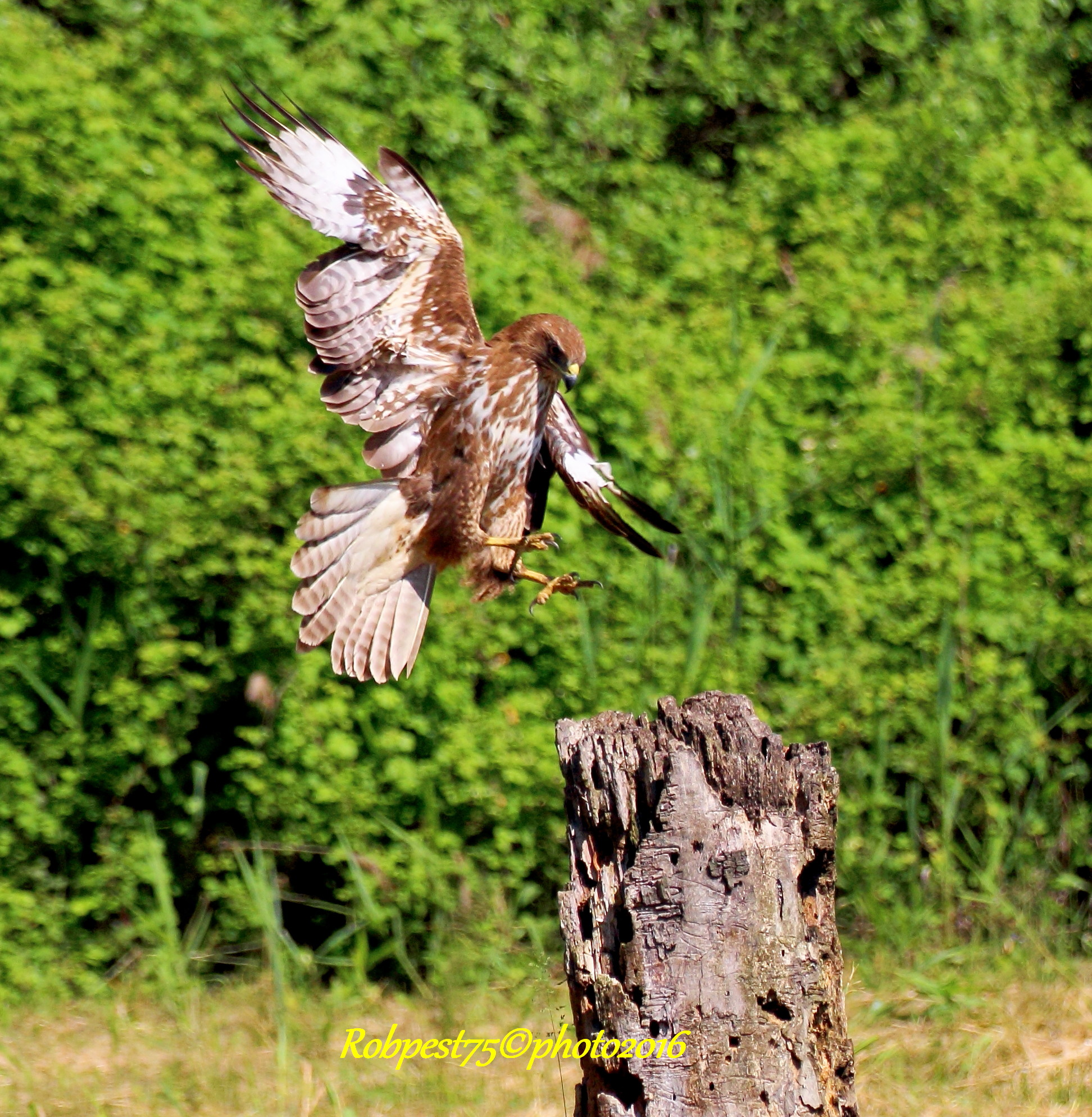 Buzzard