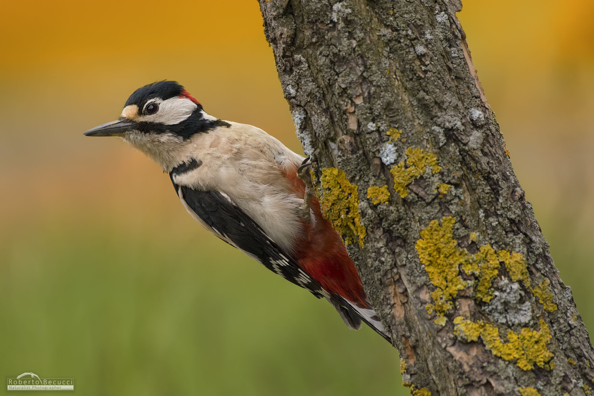 The flower head of the Red