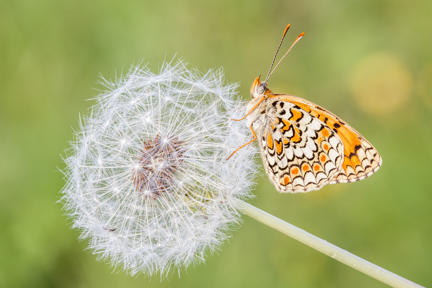 melitaea cinxia