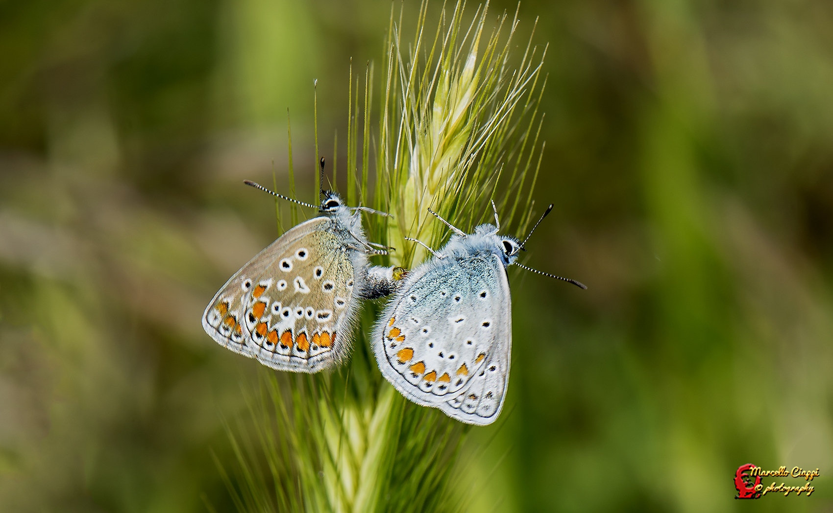 Love is in the air - Polyommatus icarus