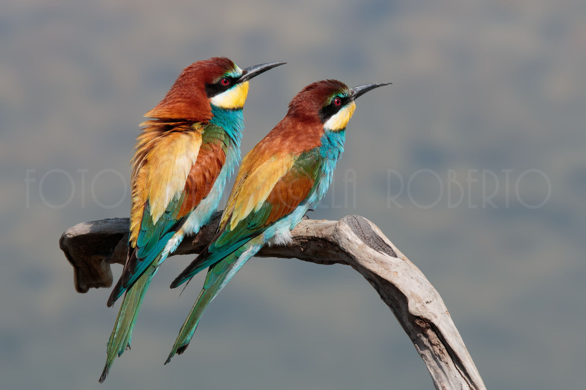bee-eaters # 1